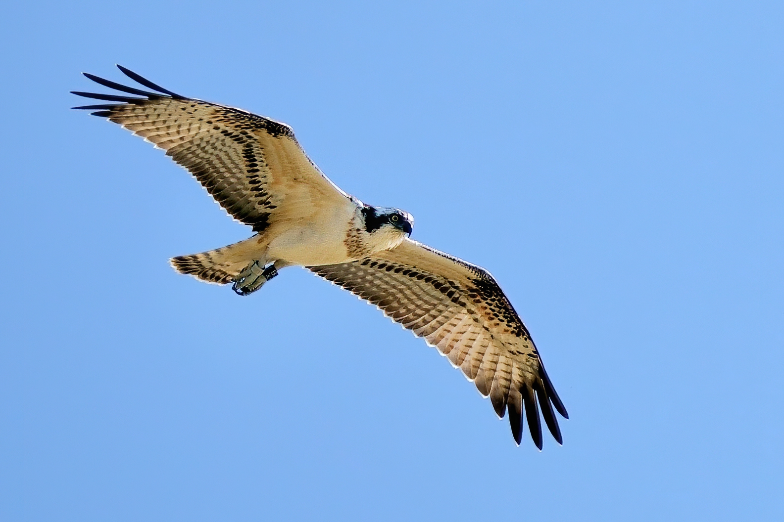 Osprey (Pandion haliaetus)