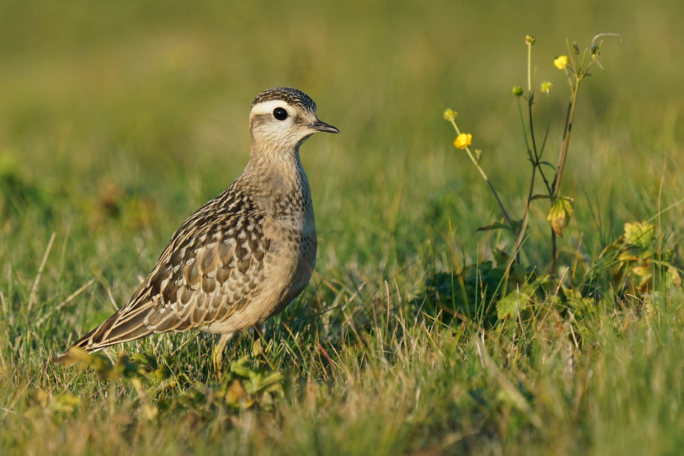 Plover in Lessinia