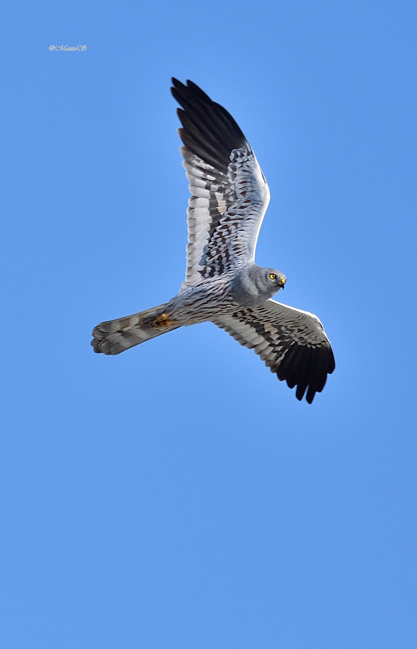 Albanella minore maschio