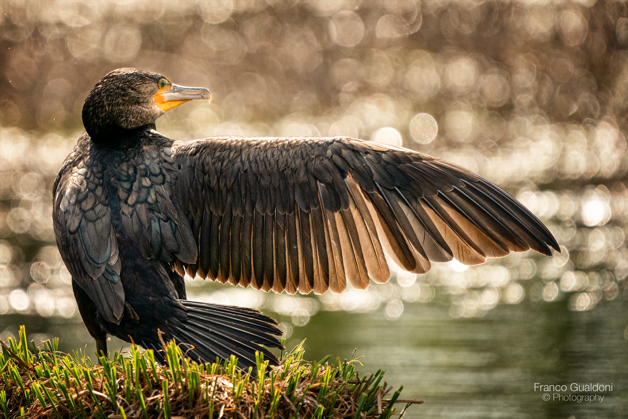 Cormorant against the light...