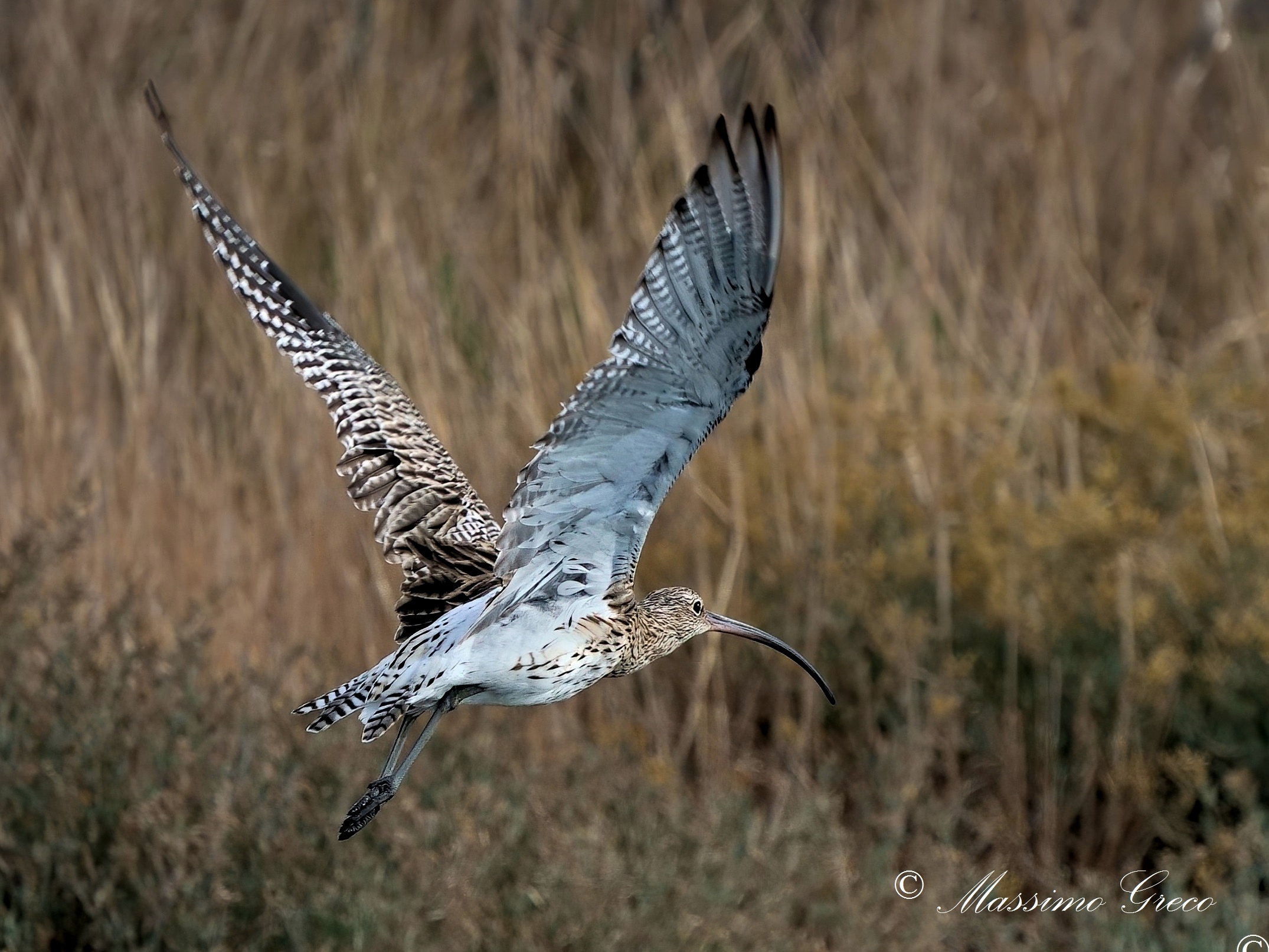 Chiurlo (Numenius arquata)