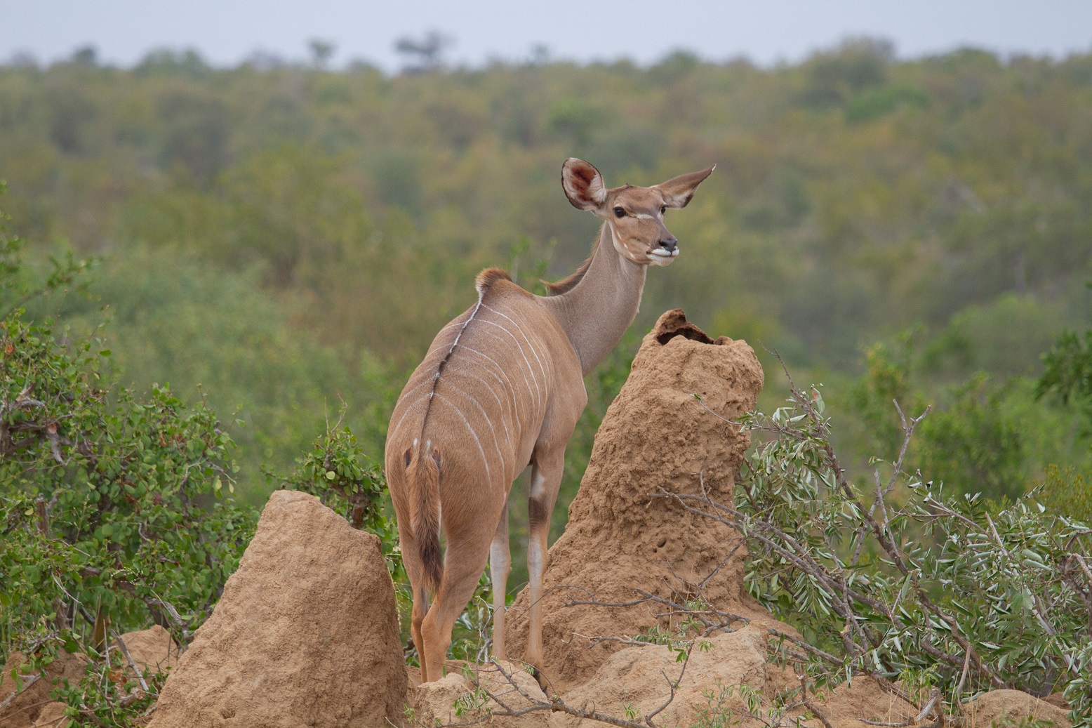 Kudu femmina