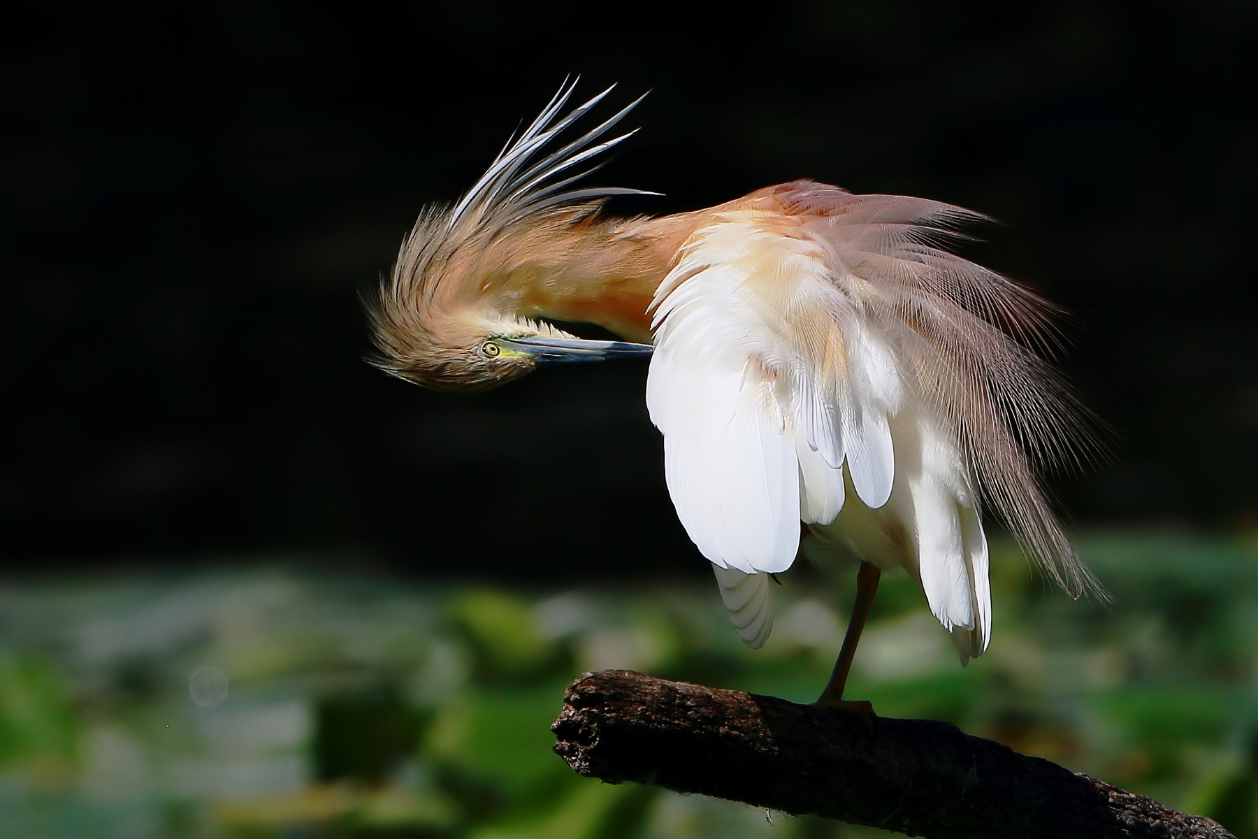 Like a "soubrette"...