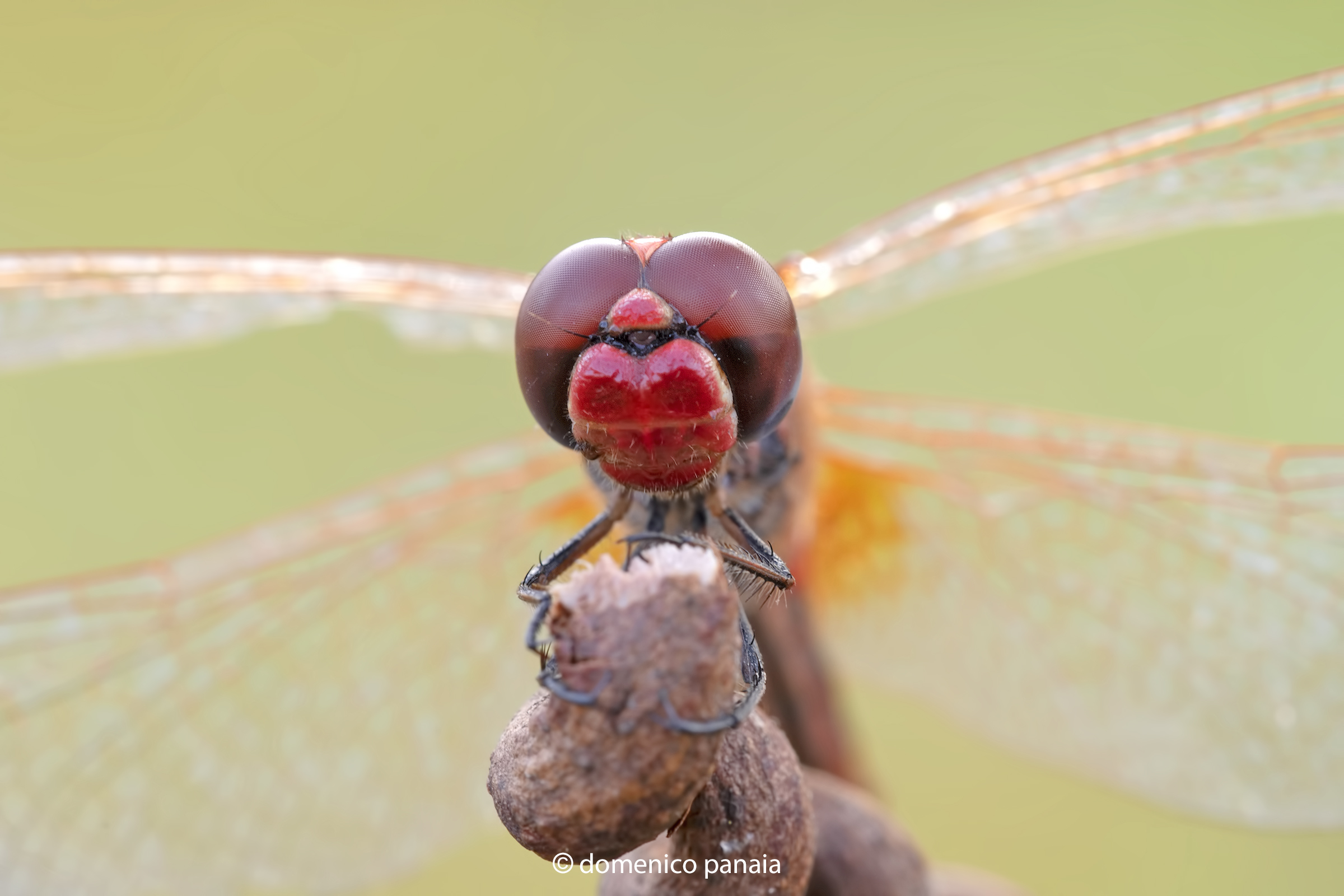 sympetrum fonscolomii