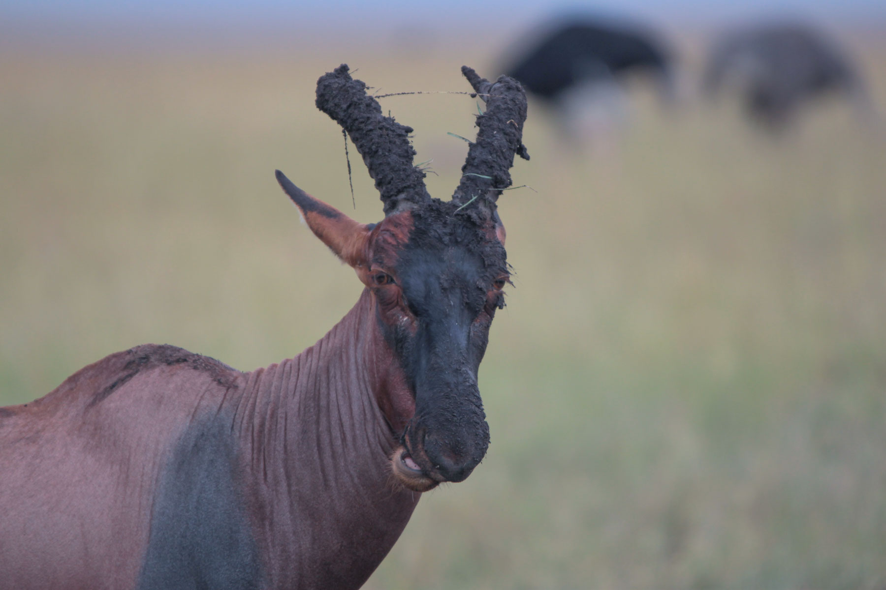 Antilope Topi - Damaliscus lunatus -