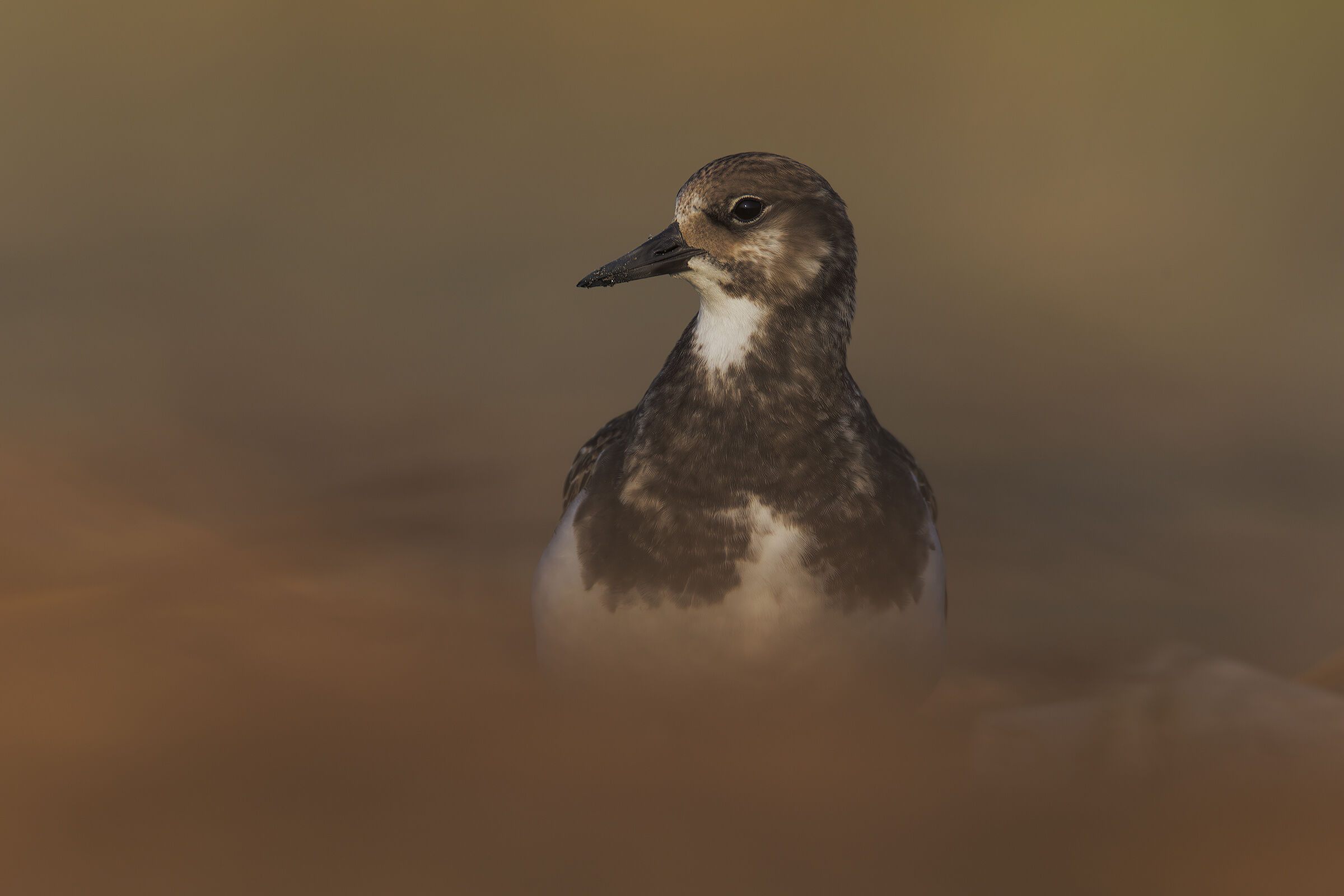 Voltapietre all'alba