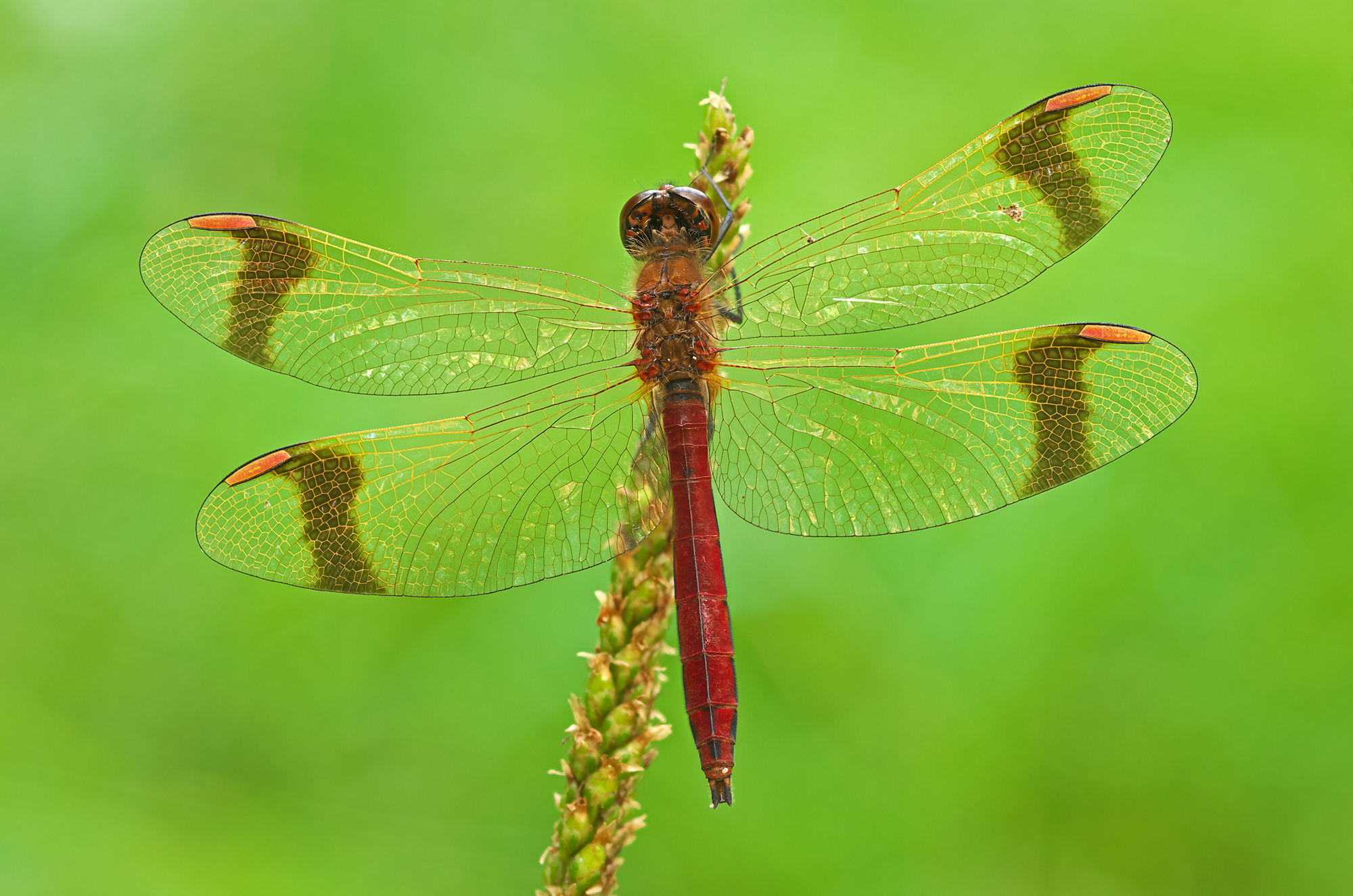 Sympetrum pedemontanum