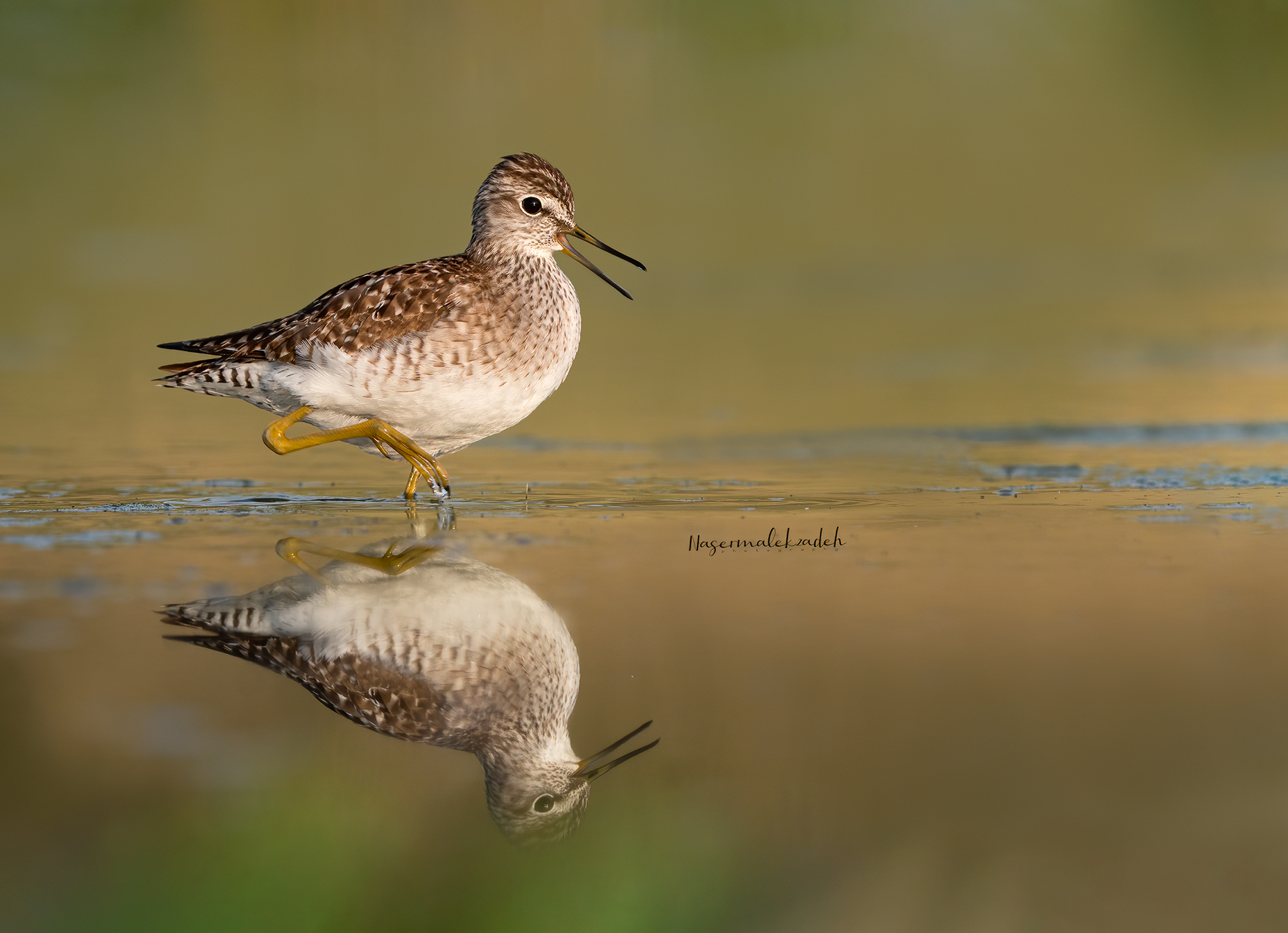 Wood sandpiper