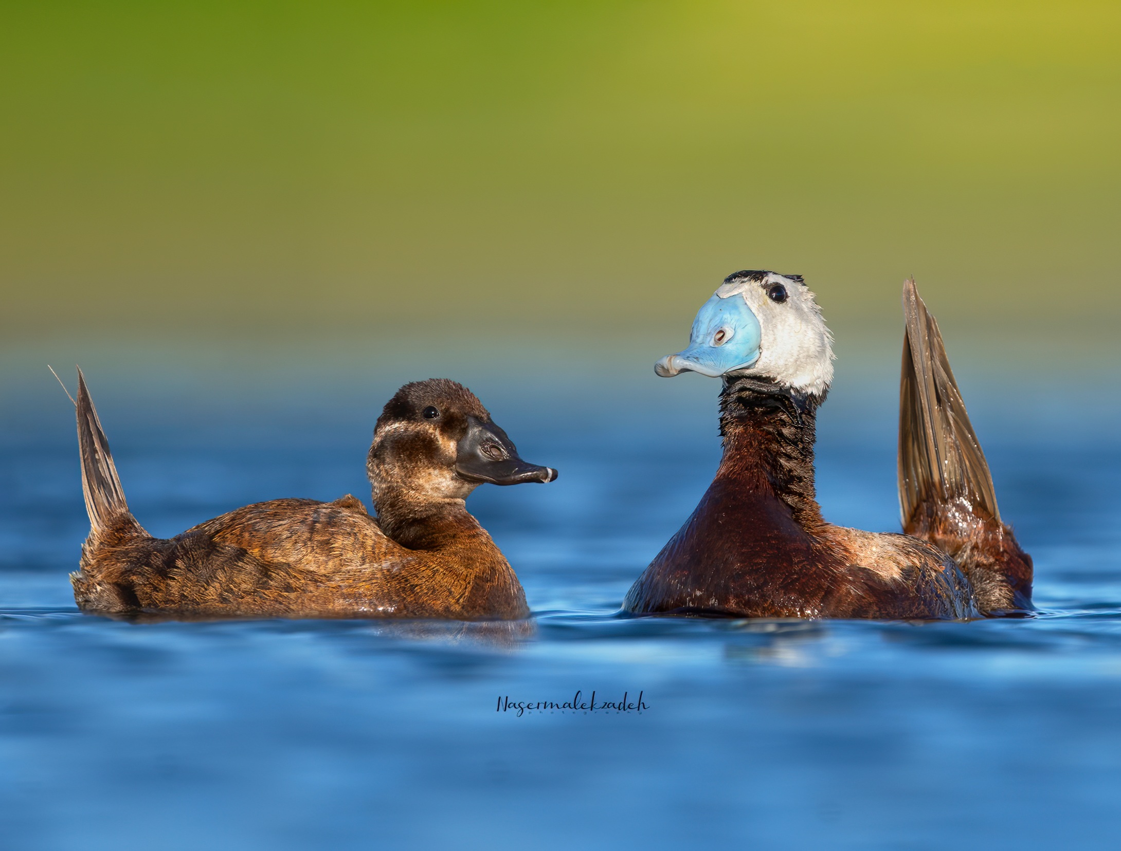 White-headed Duck