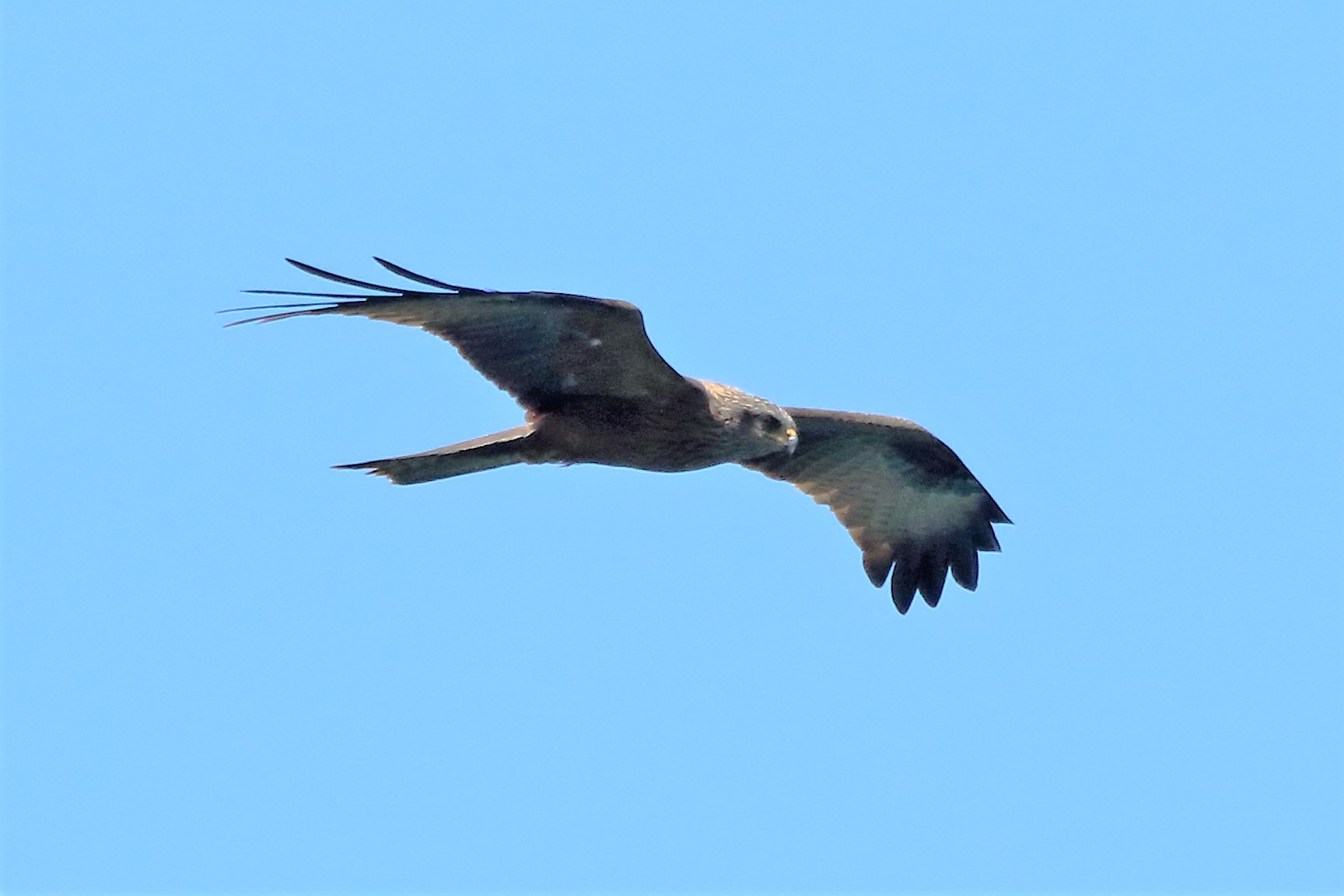 Black kite