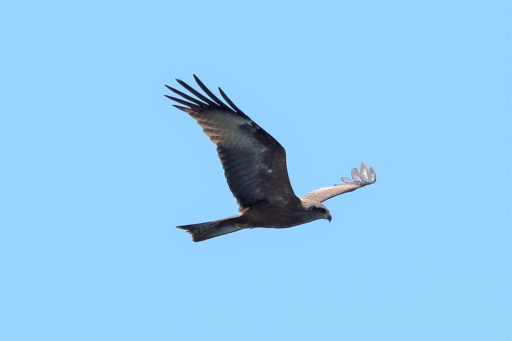 Black kite