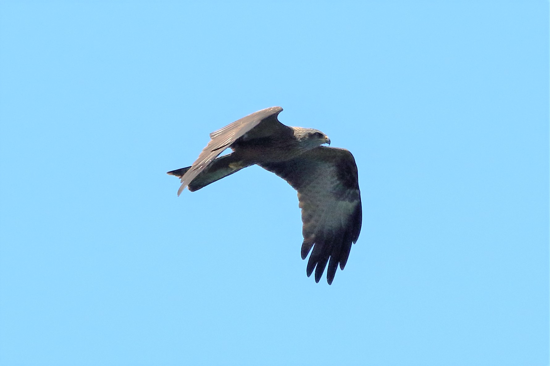 Black kite