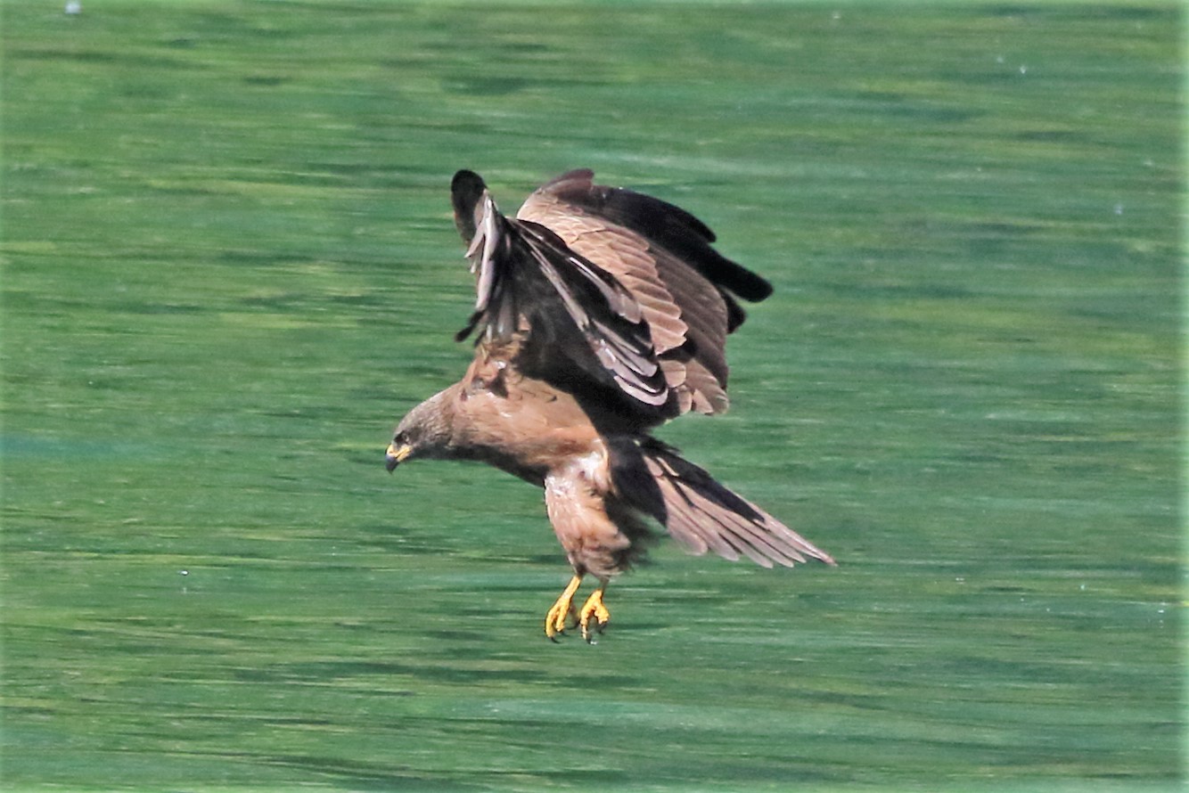 Black kite