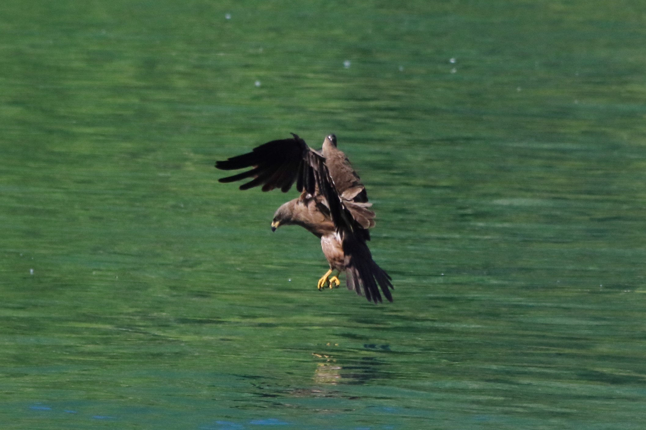 Black kite