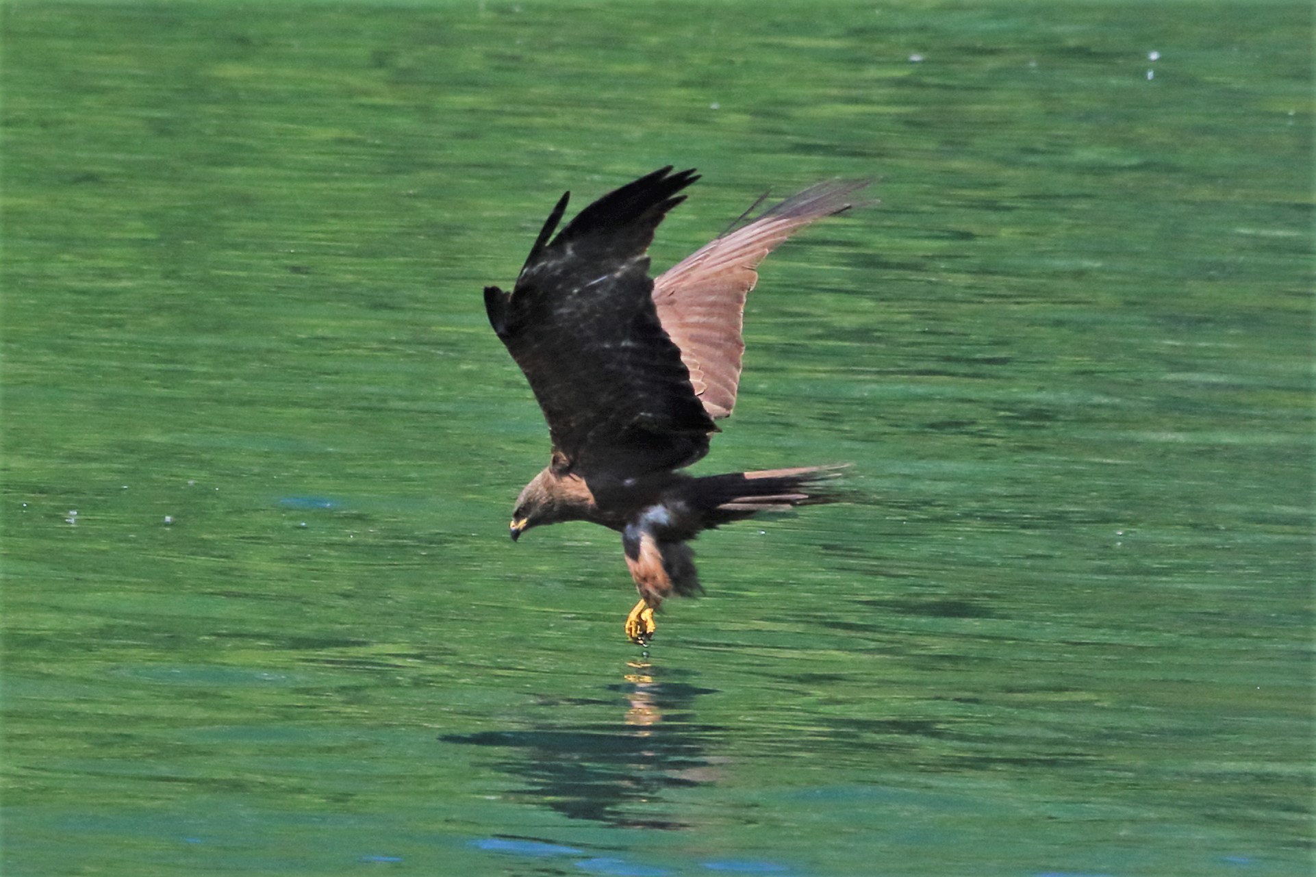 Black kite