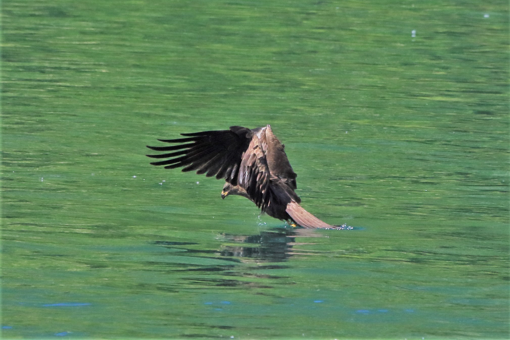 Black kite