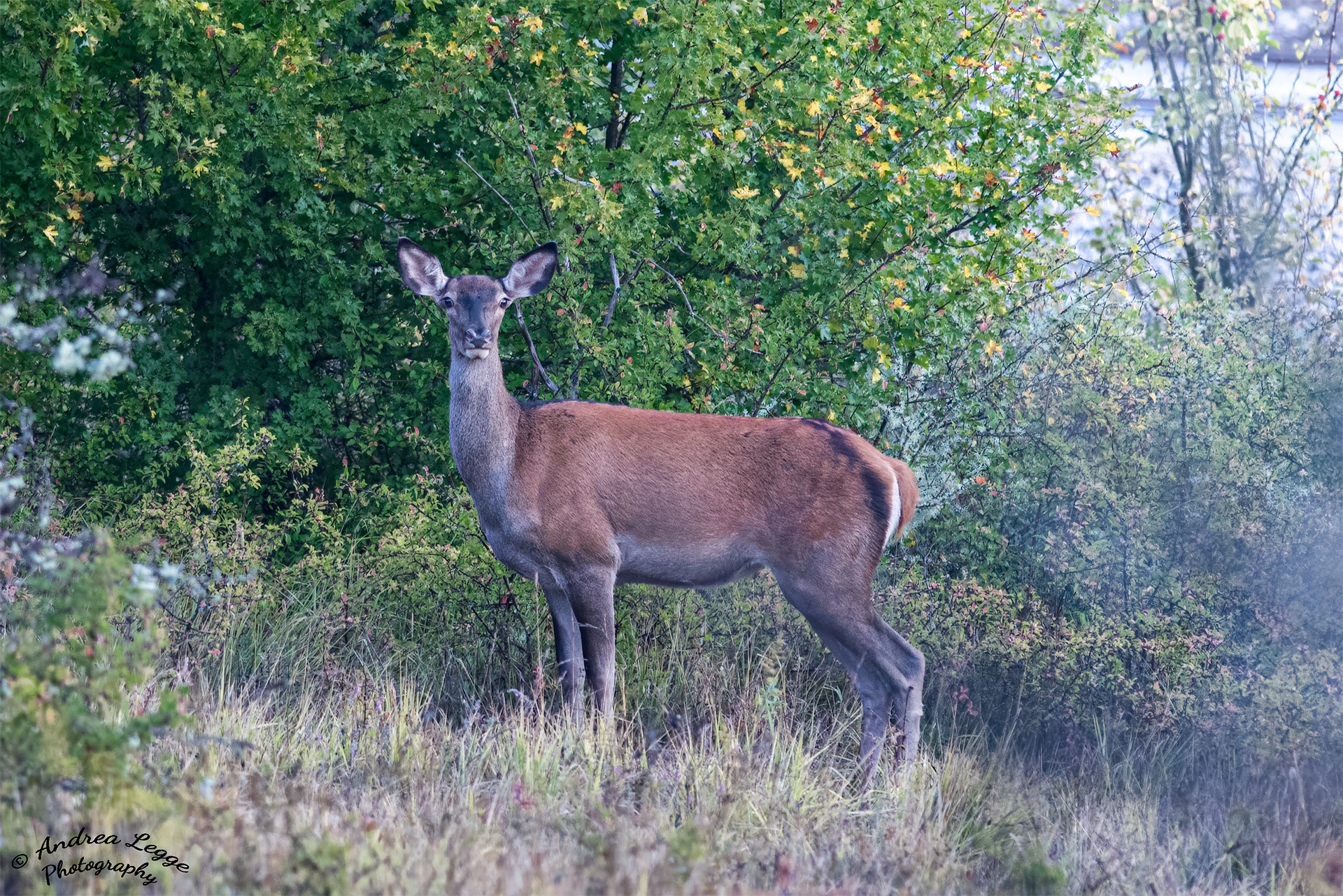 La Regina del Bosco