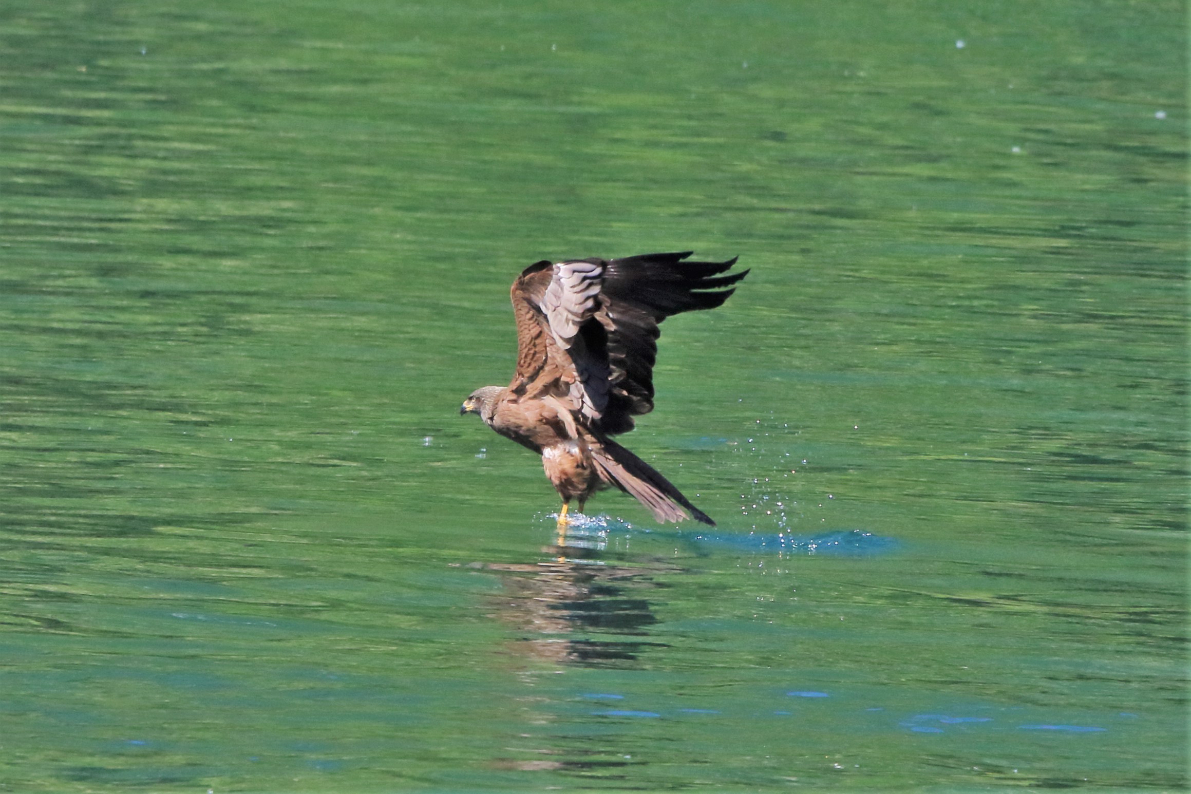 Black kite