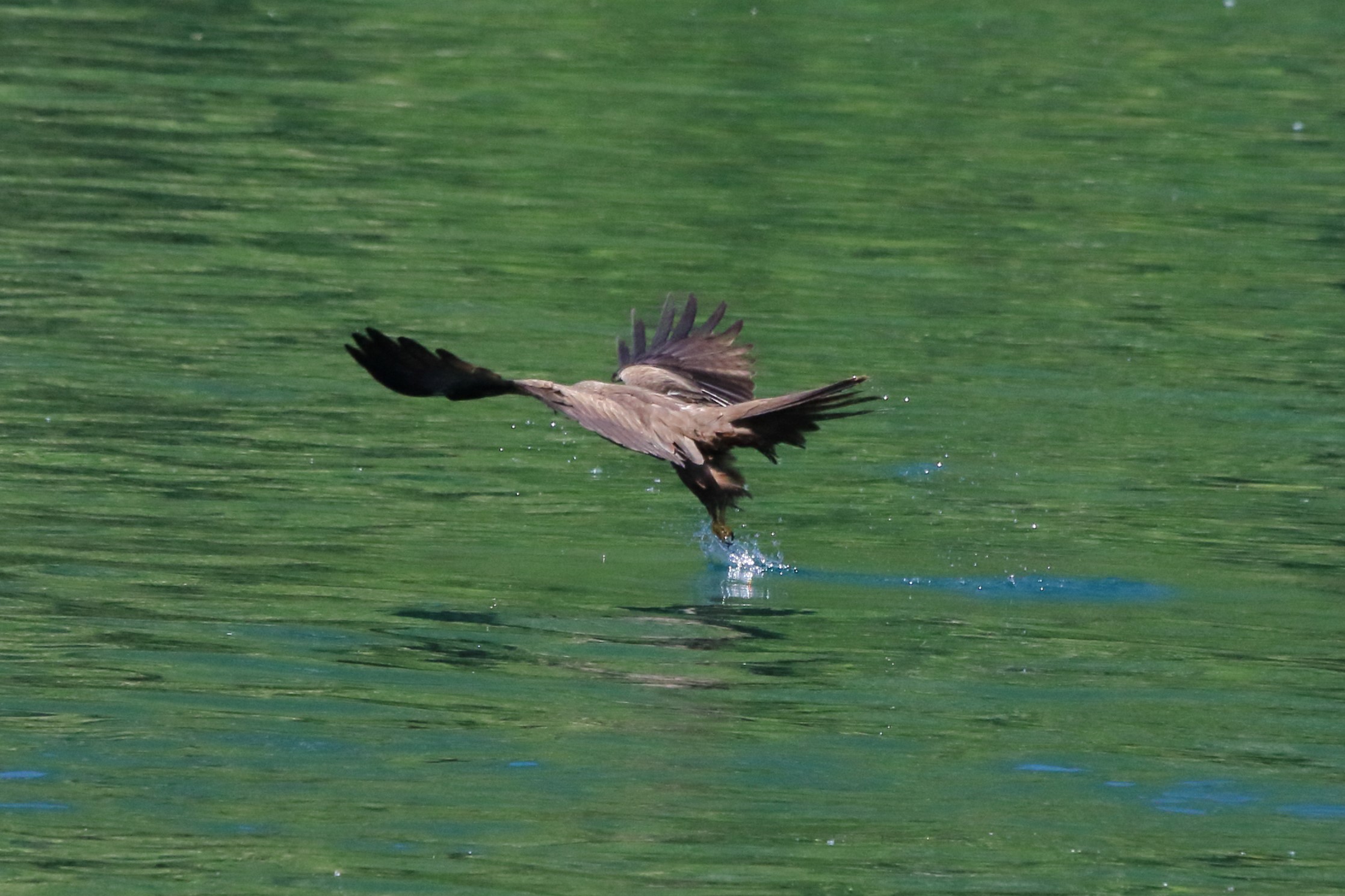 Black kite
