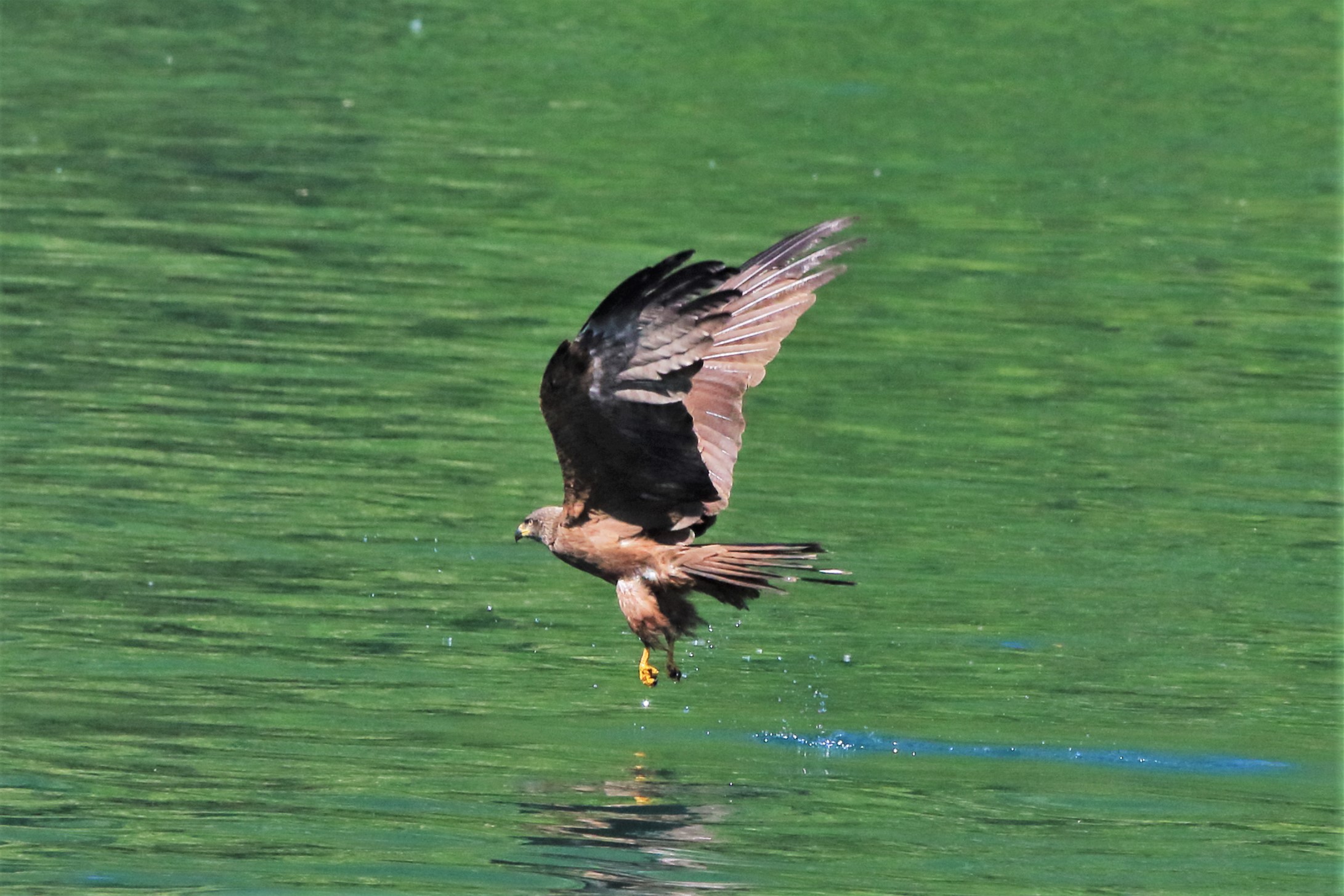 Black kite