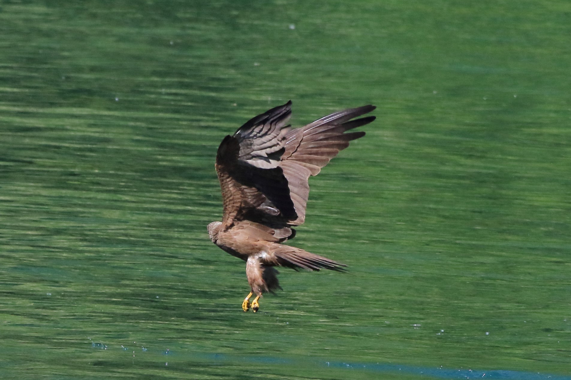 Black kite