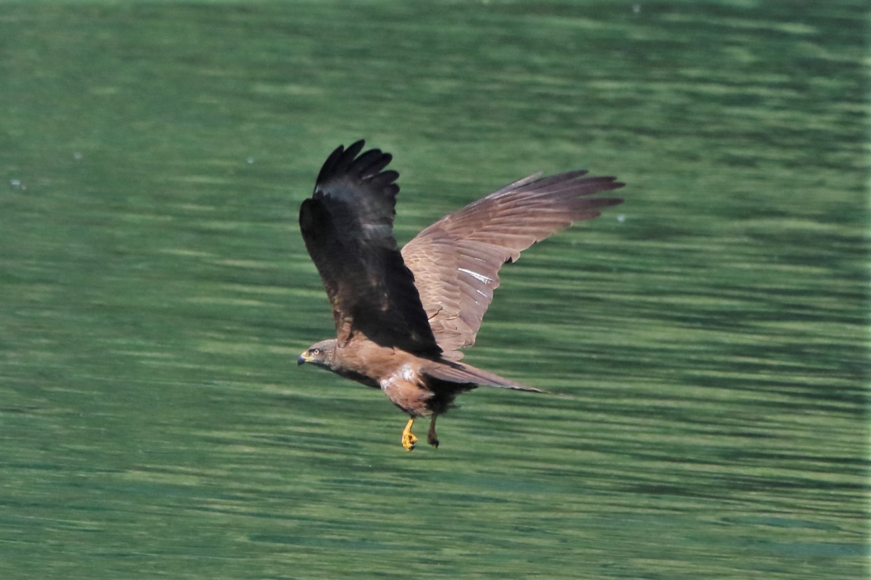 Black kite