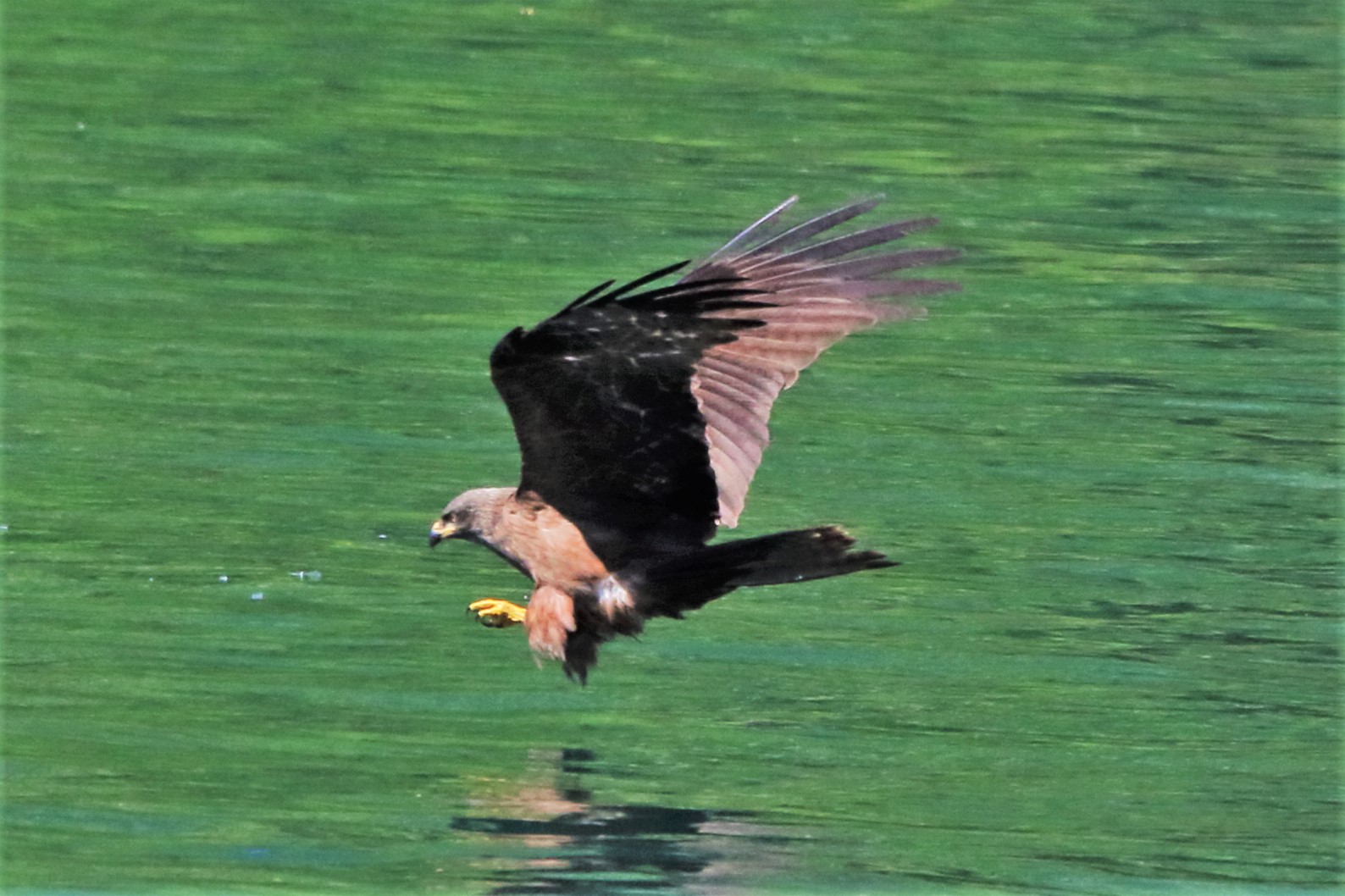 Black kite