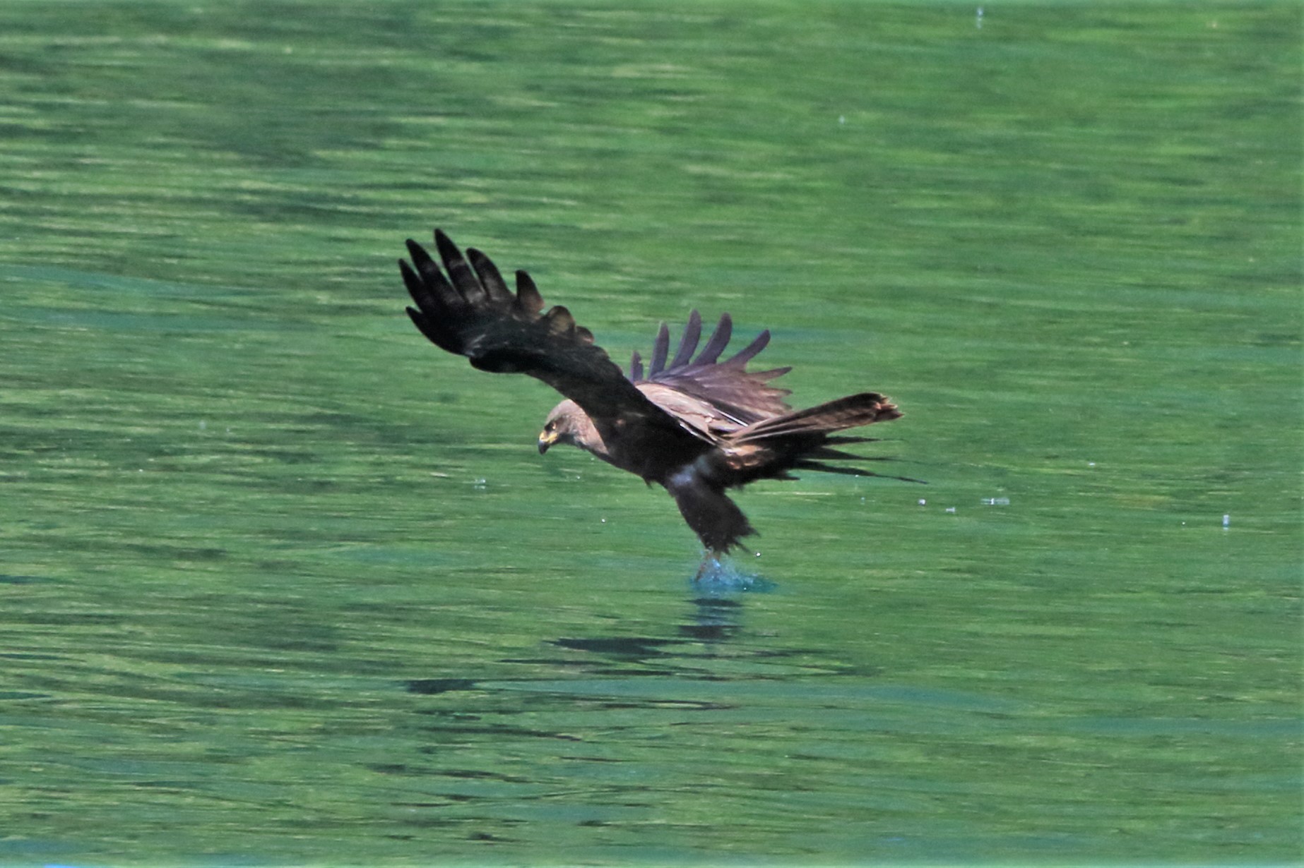 Black kite