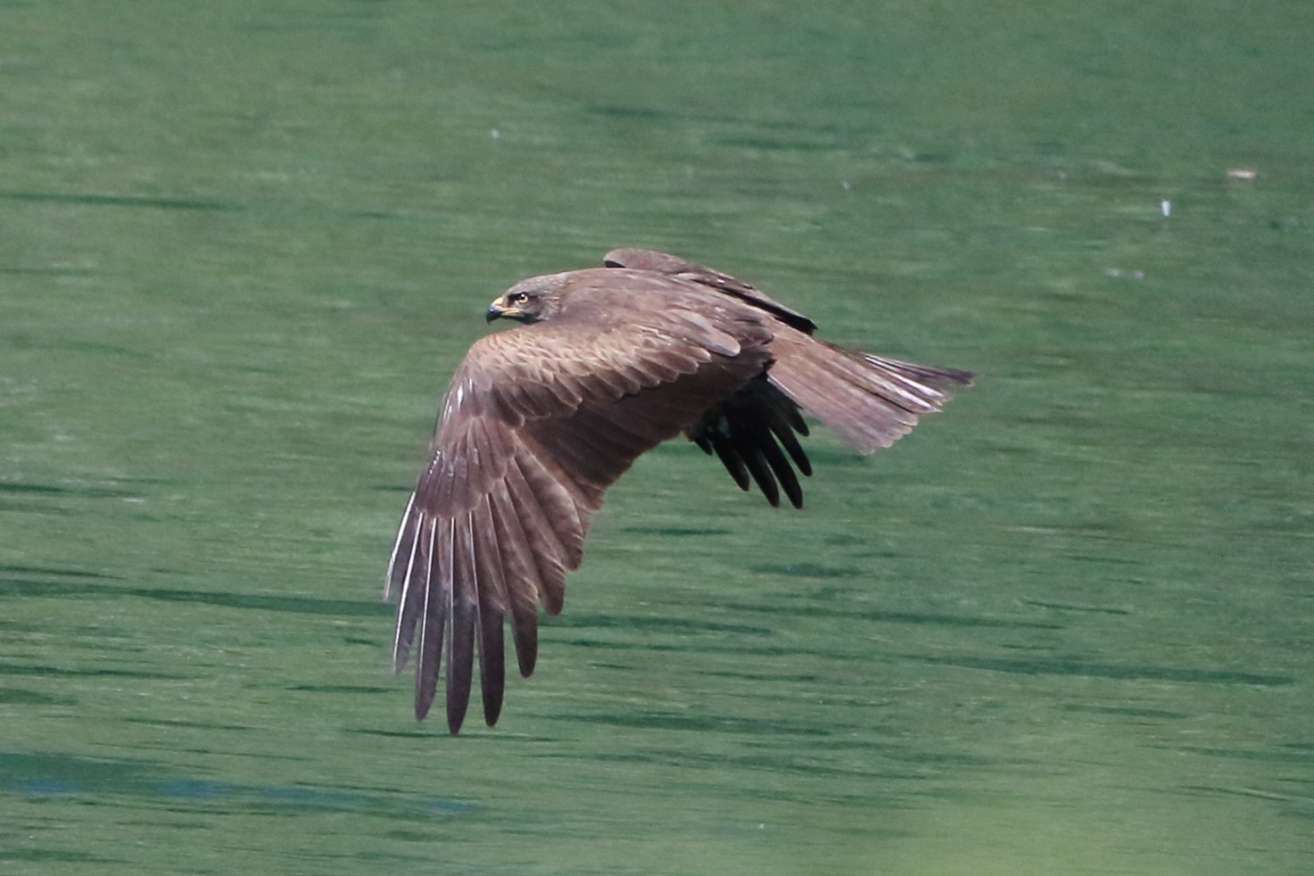 Black kite