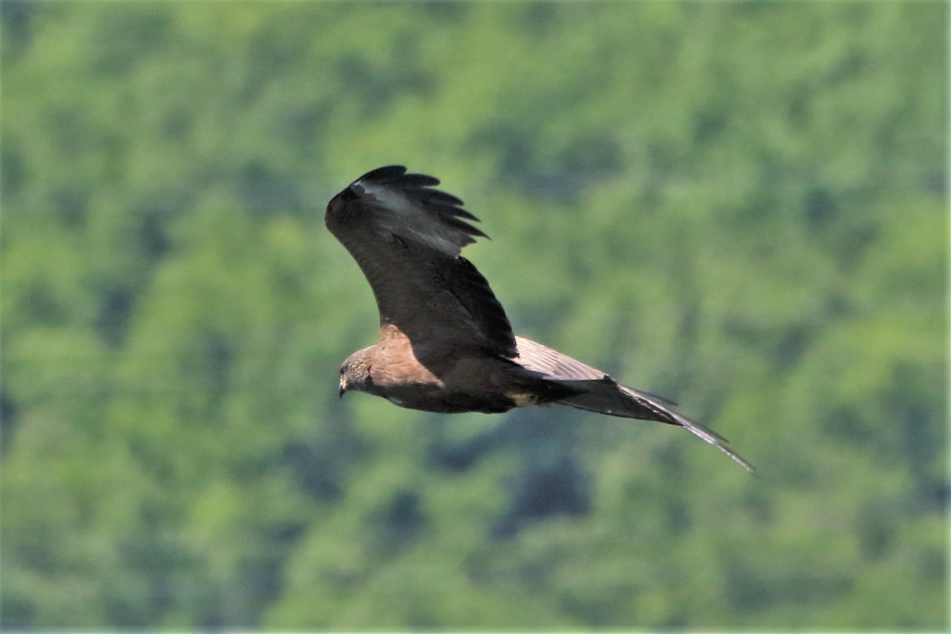 Black kite