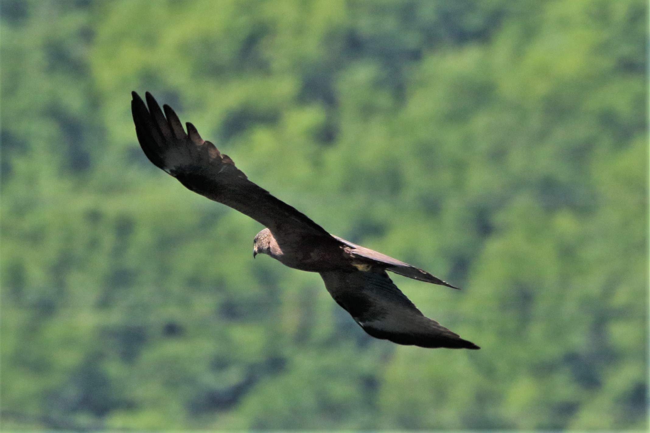 Black kite