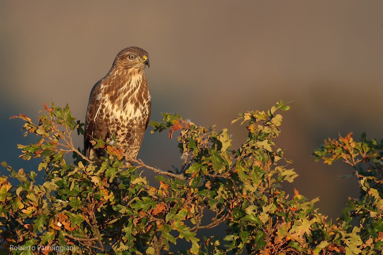 Primi segnali d' autunno