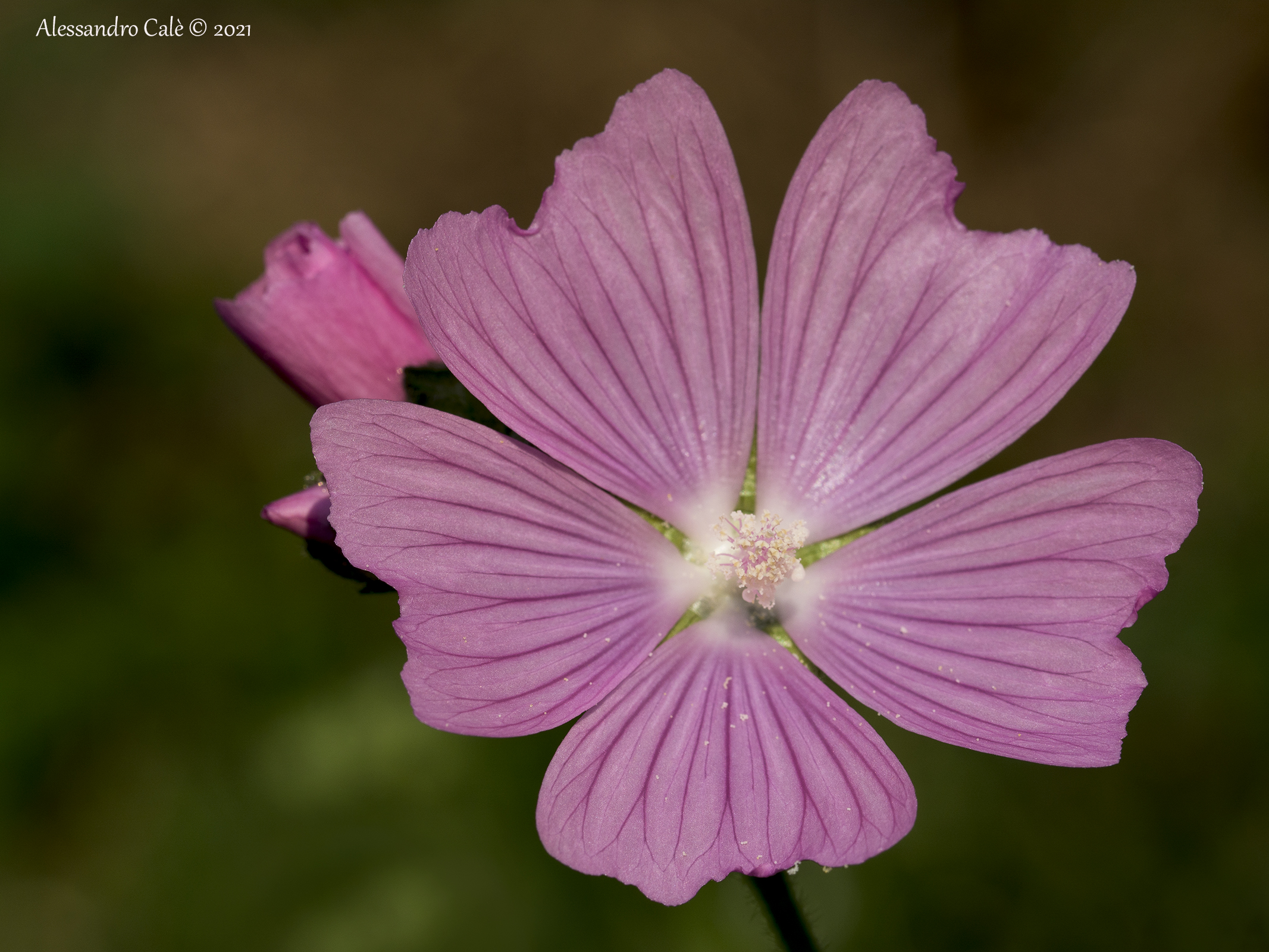 Lavatera thuringiaca 4993