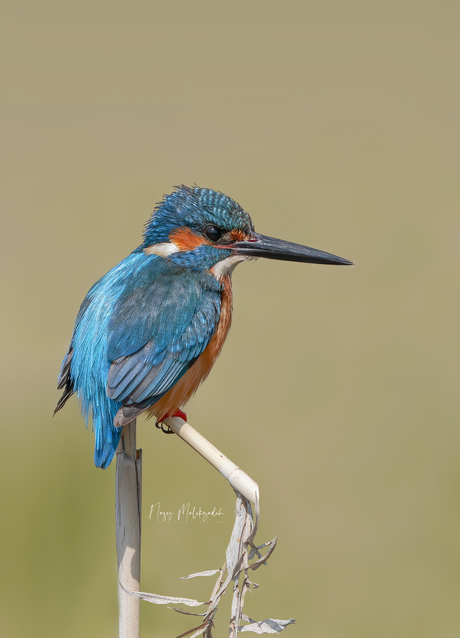 king fisher