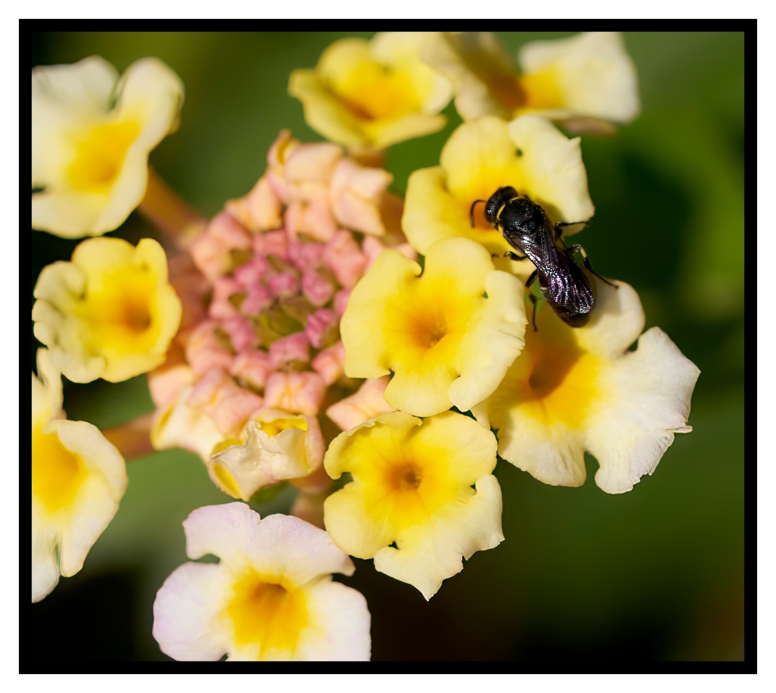 From flower to frasca