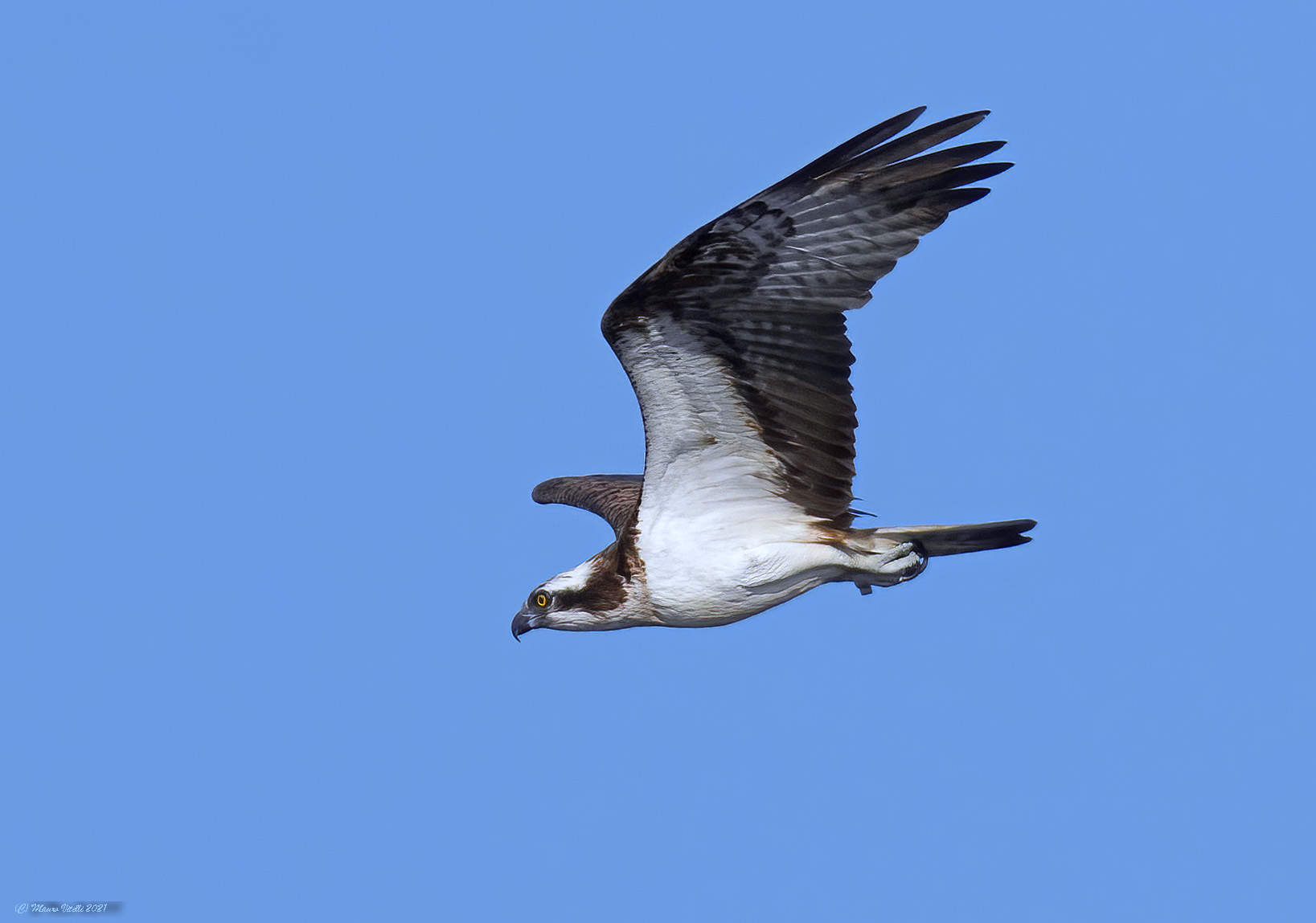 Osprey (Pandion haliaetus)