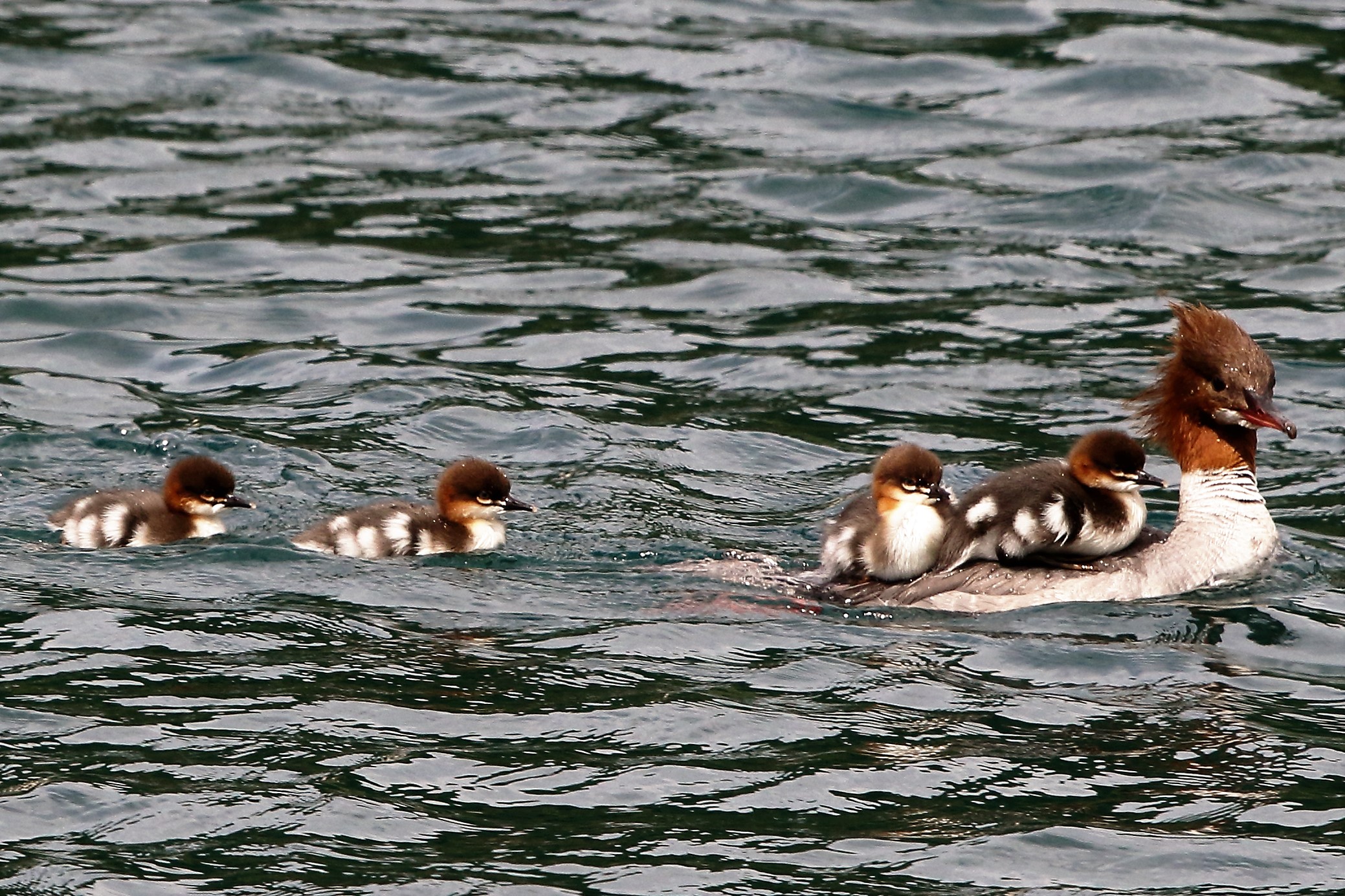 merganser with offspring
