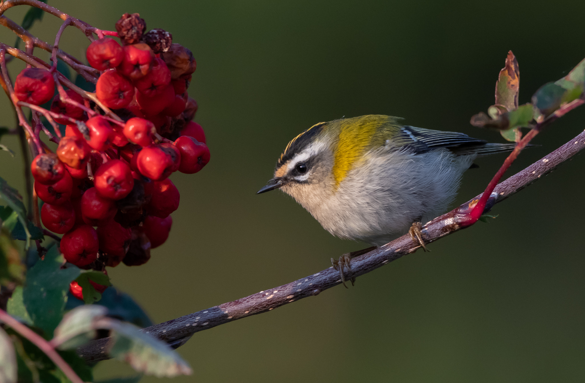 My first Fiorrancino