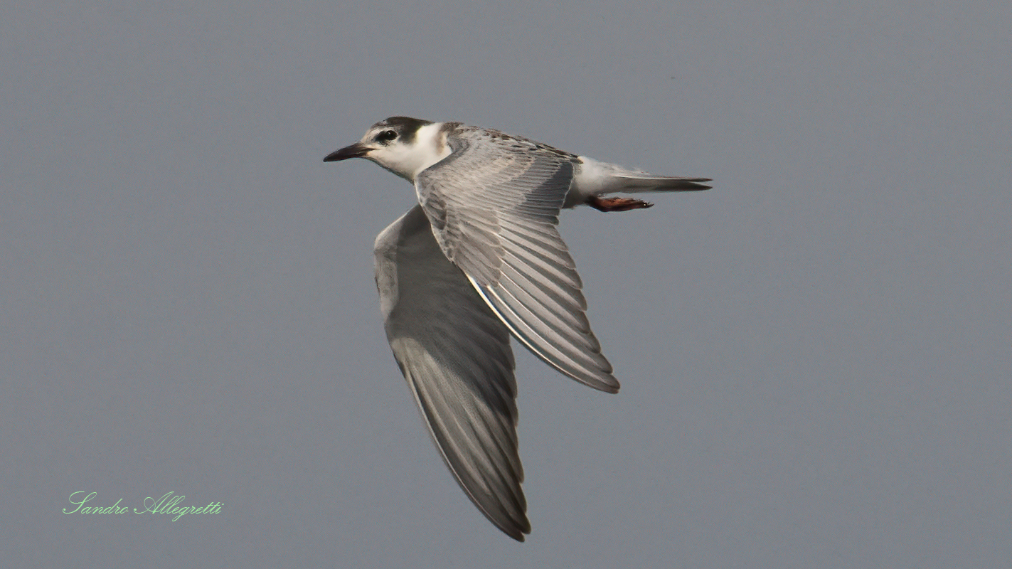 Il mignattino piombato (Chlidonias hybrida)