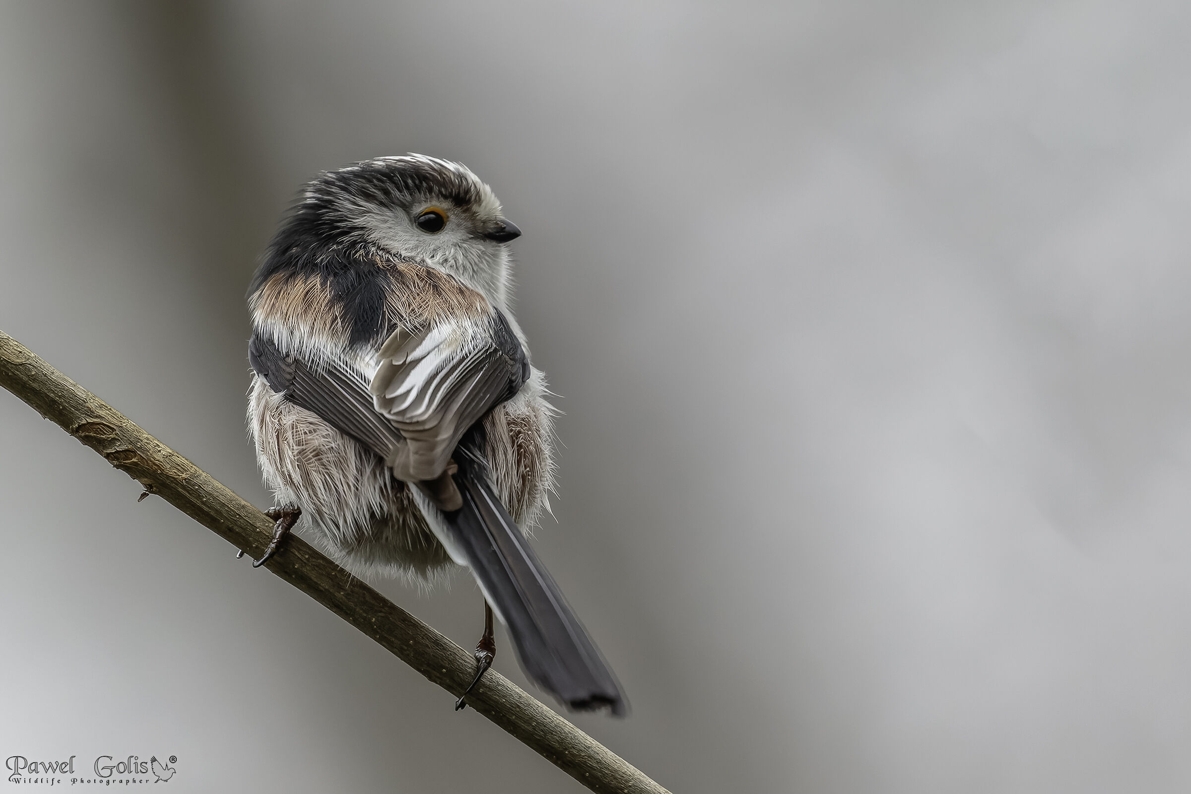 Bushtit dalla coda lunga (Aegithalos caudatus)