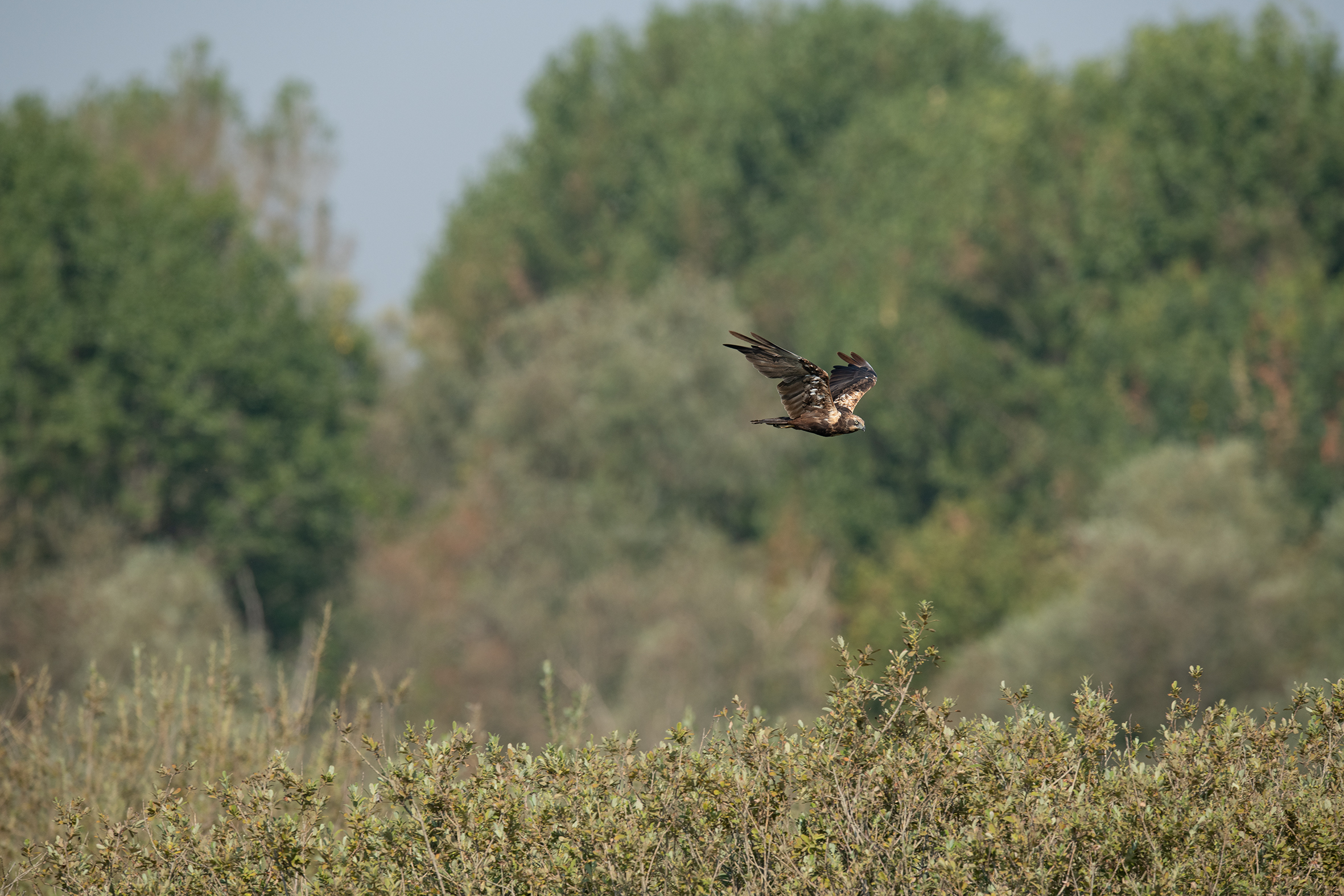 Inquadratura originale