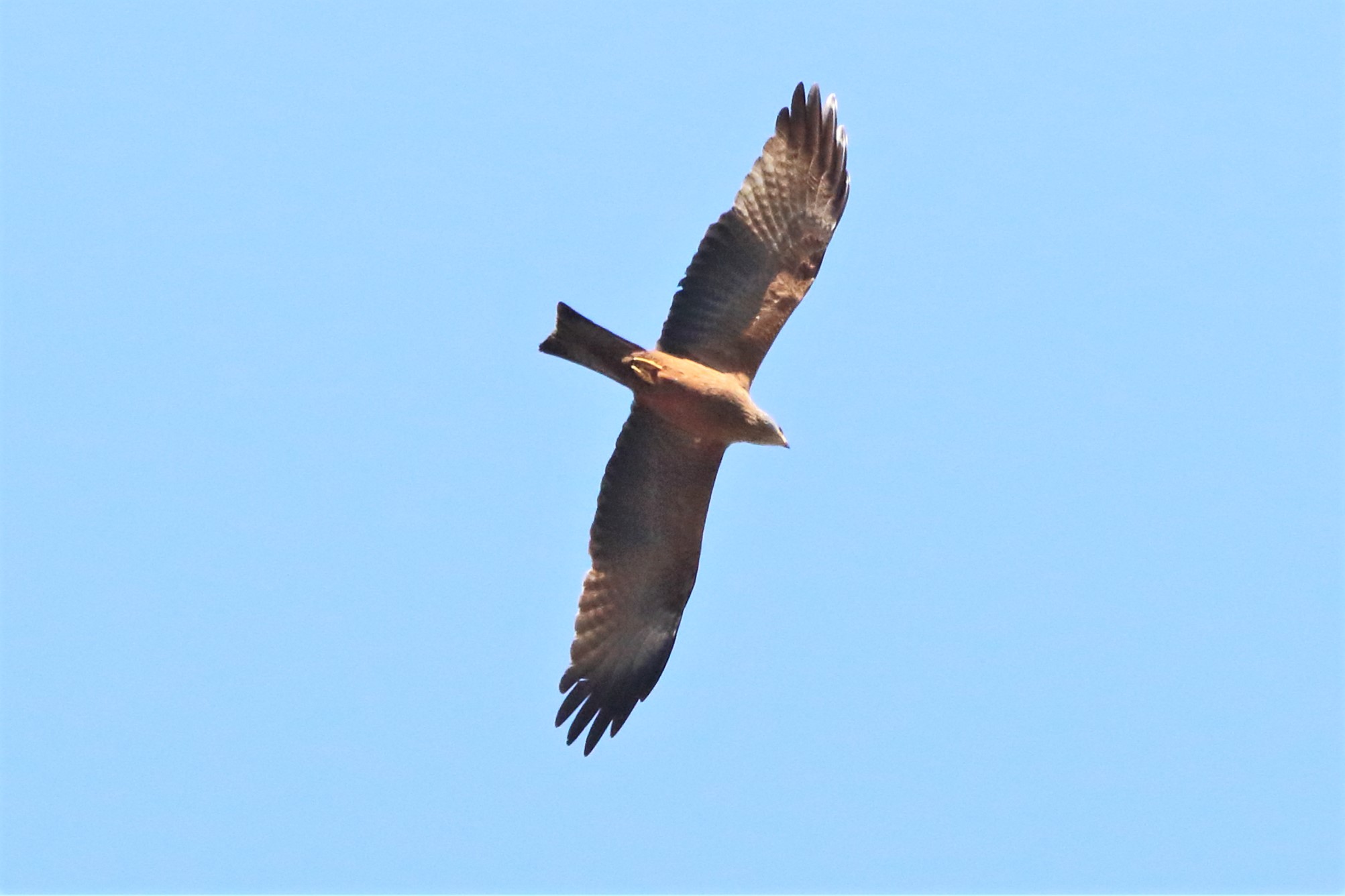 Black kite