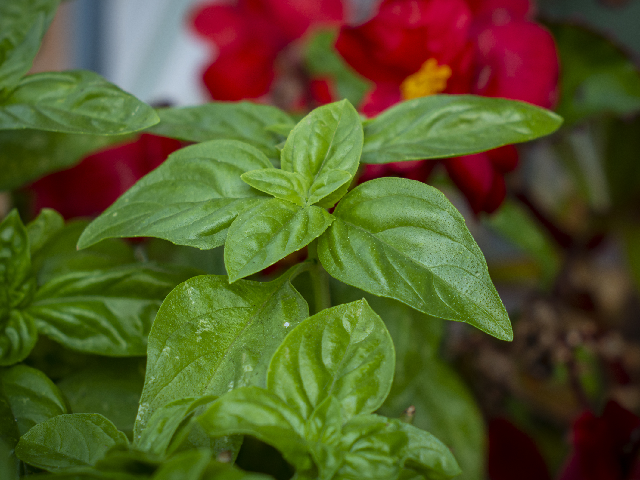 m4/3 con Ottica Vintage Pentax 50mm f2