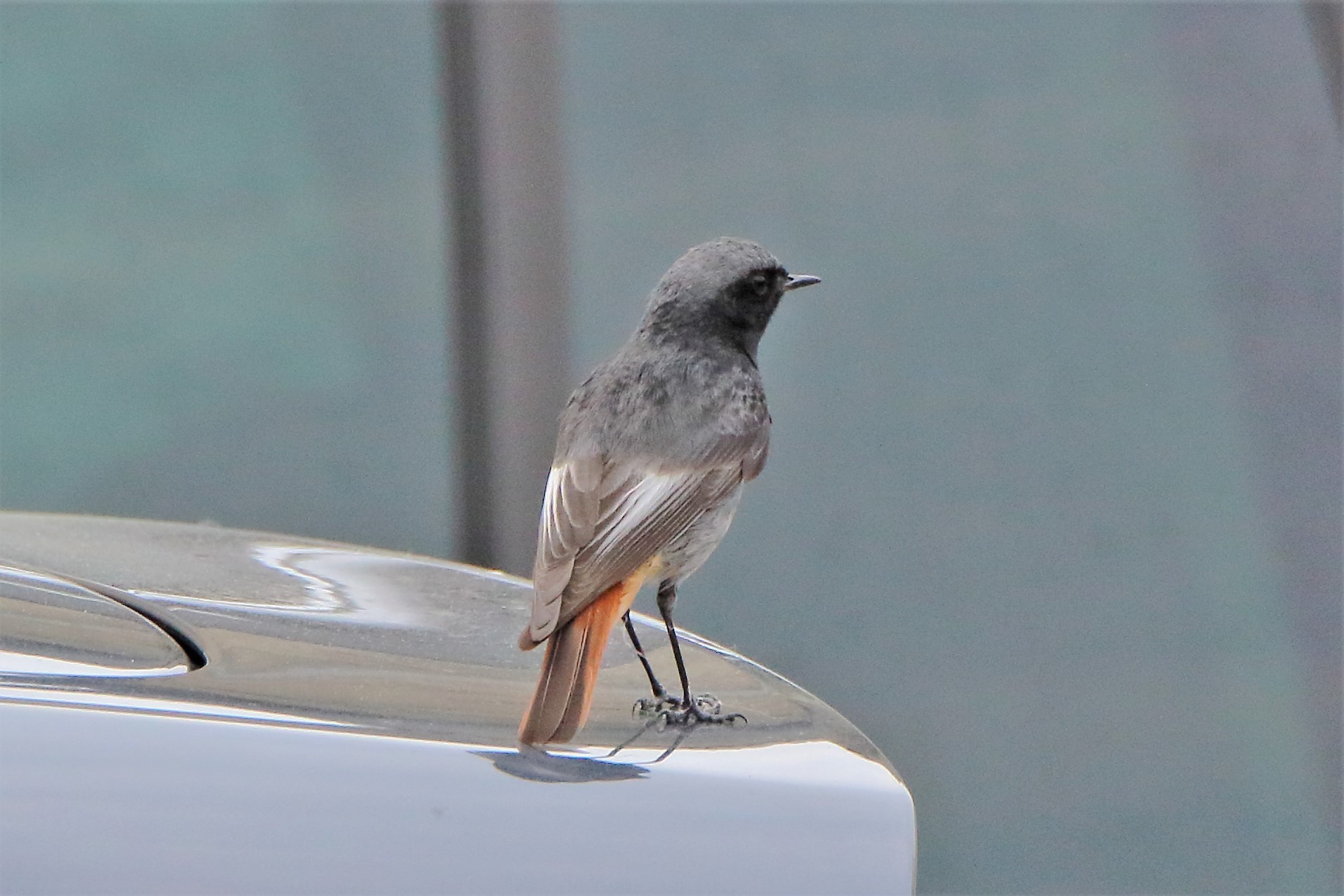 redstart