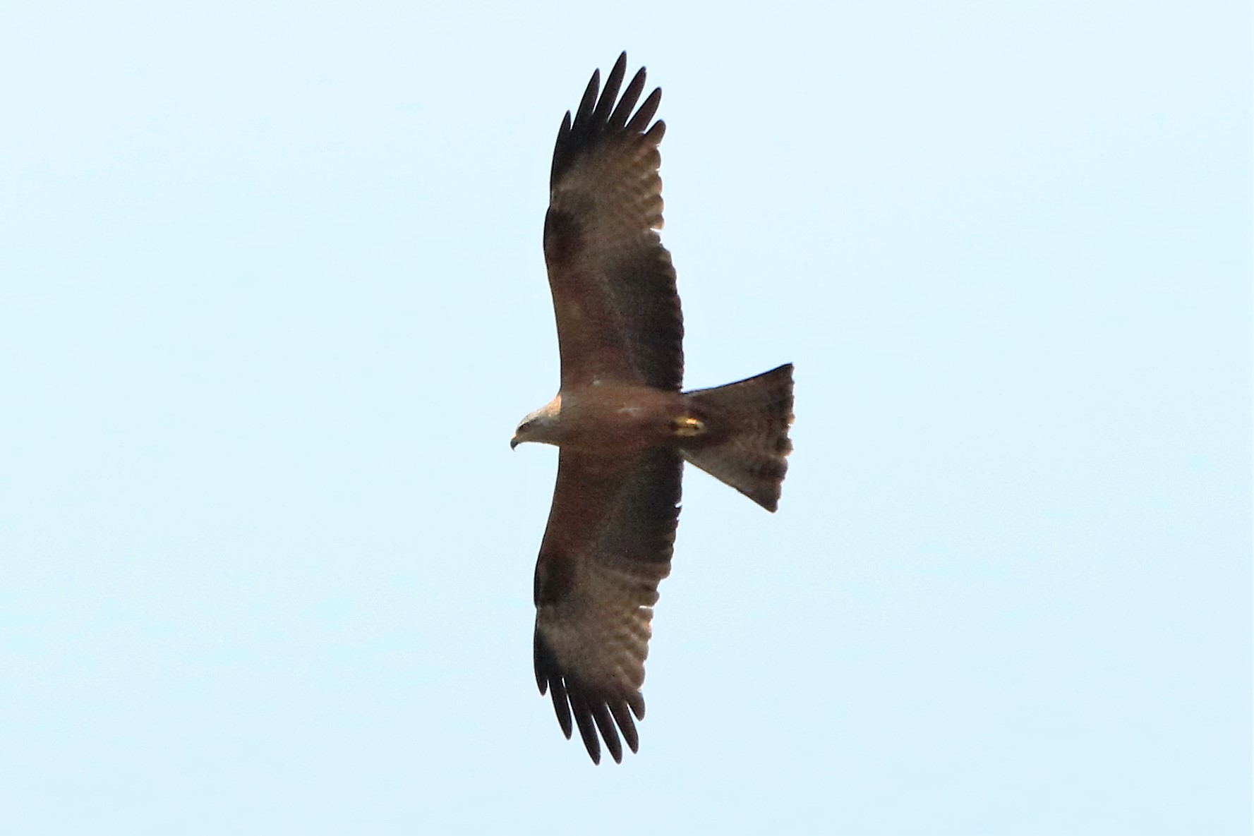 Black kite