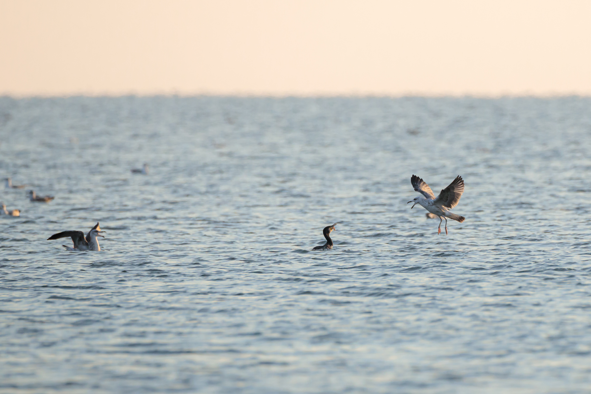 Battle at sea at dawn