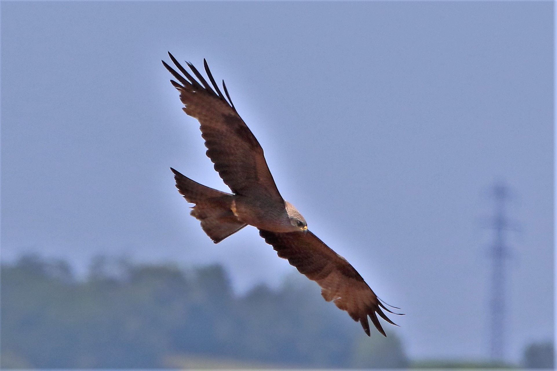 black kite