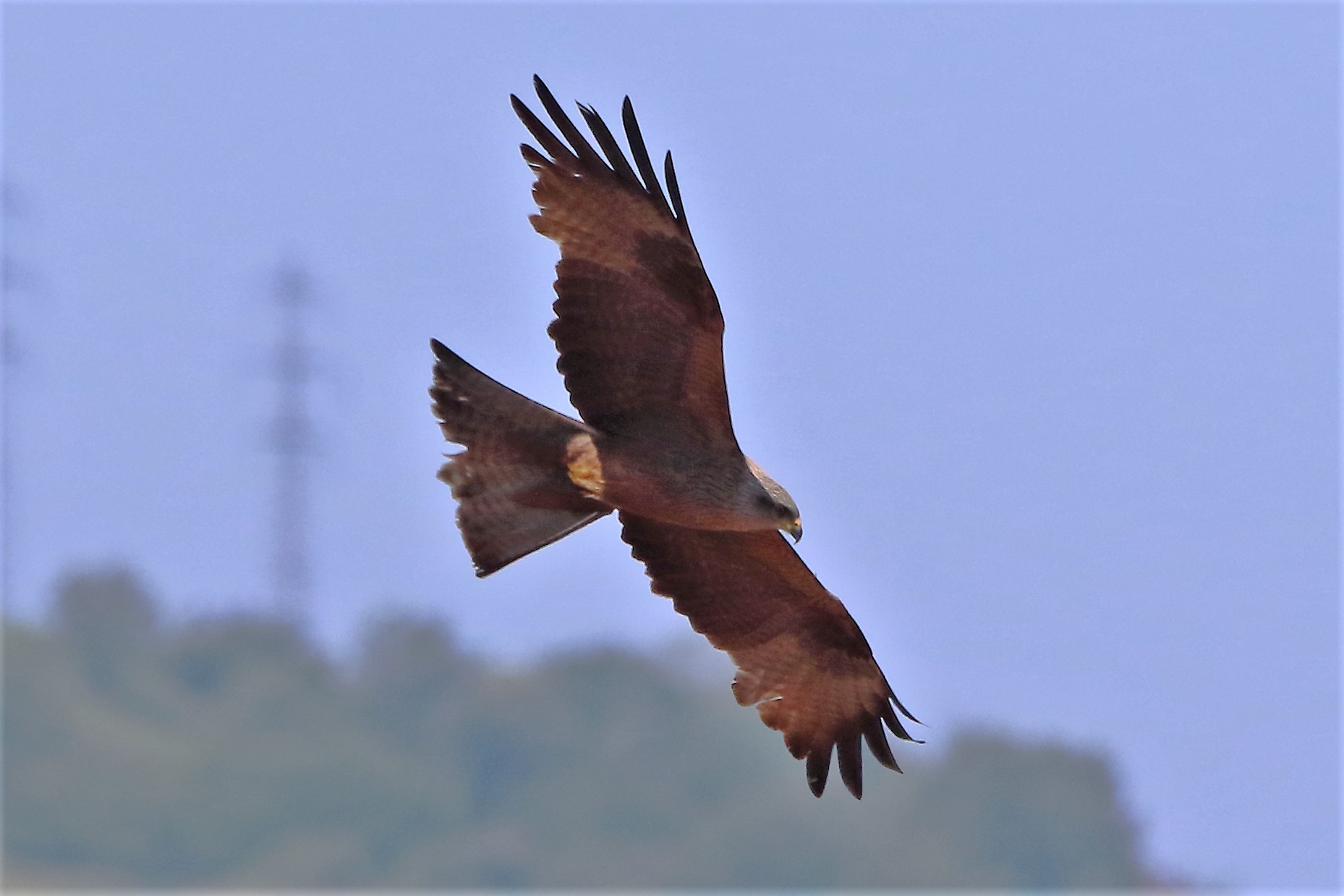 black kite