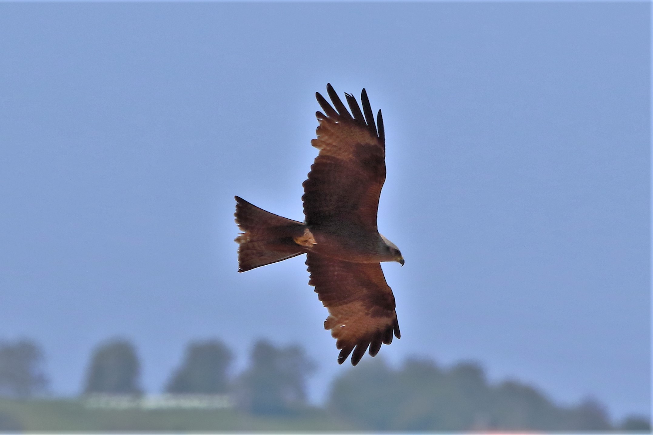black kite