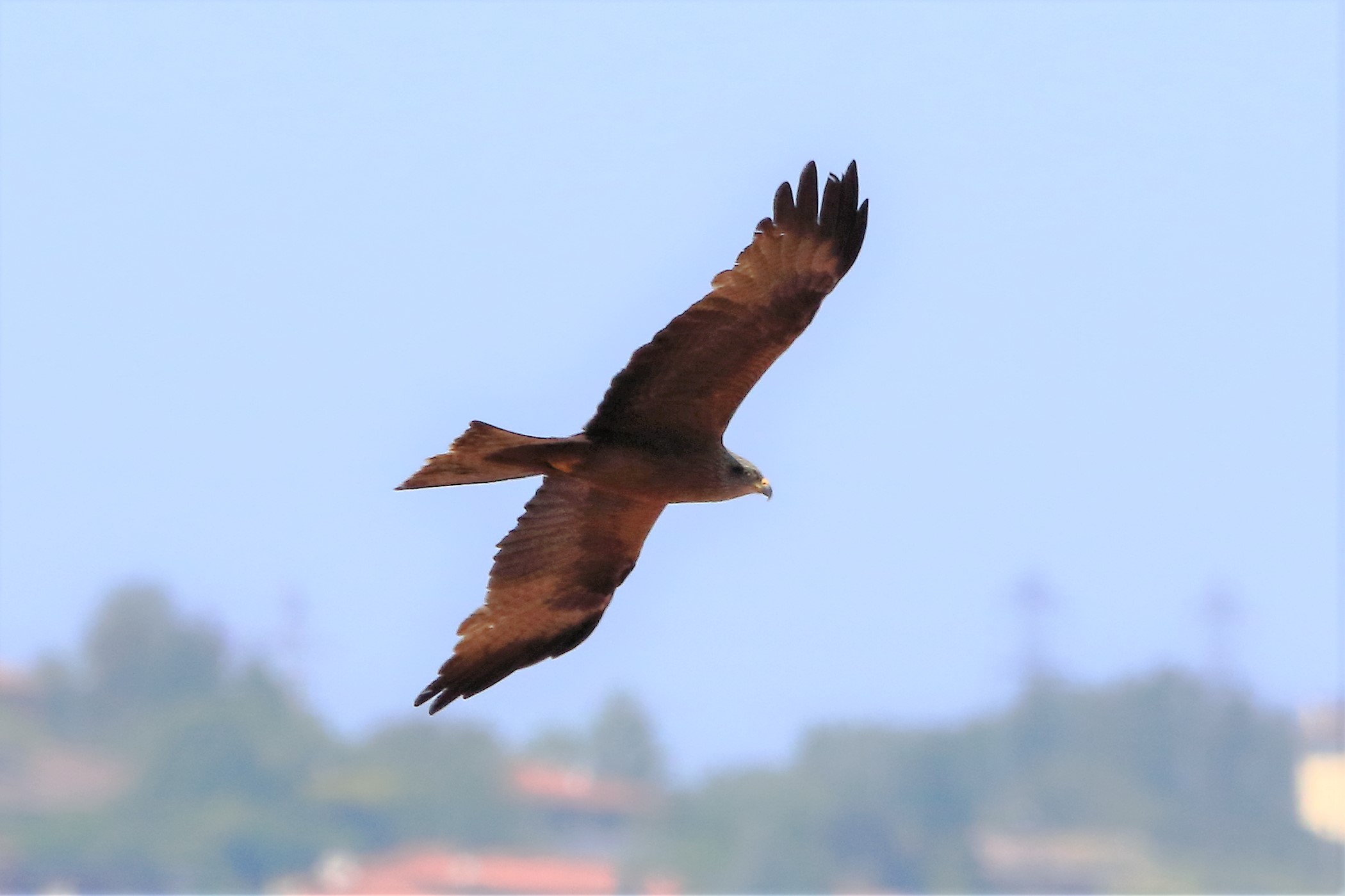 black kite
